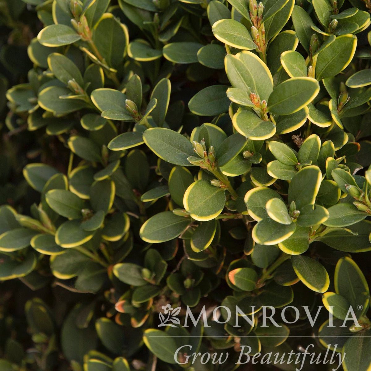 Green Mountain Topiary Boxwood (Ball)