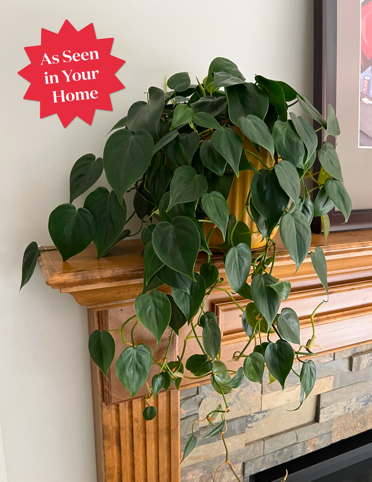 Heartleaf Philodendron
