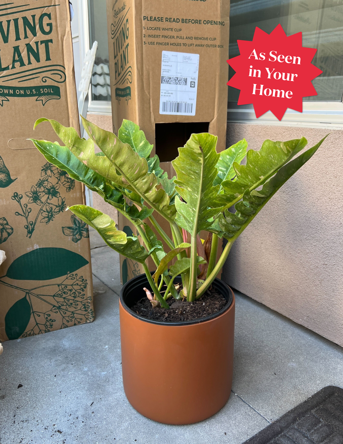 Philodendron Ring of Fire