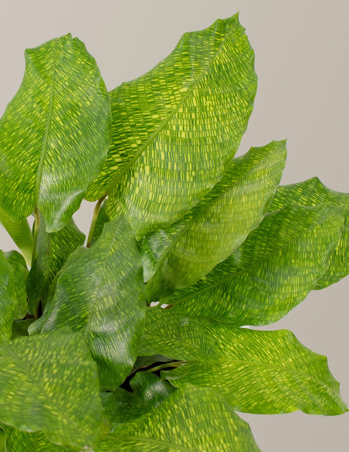 Calathea Network