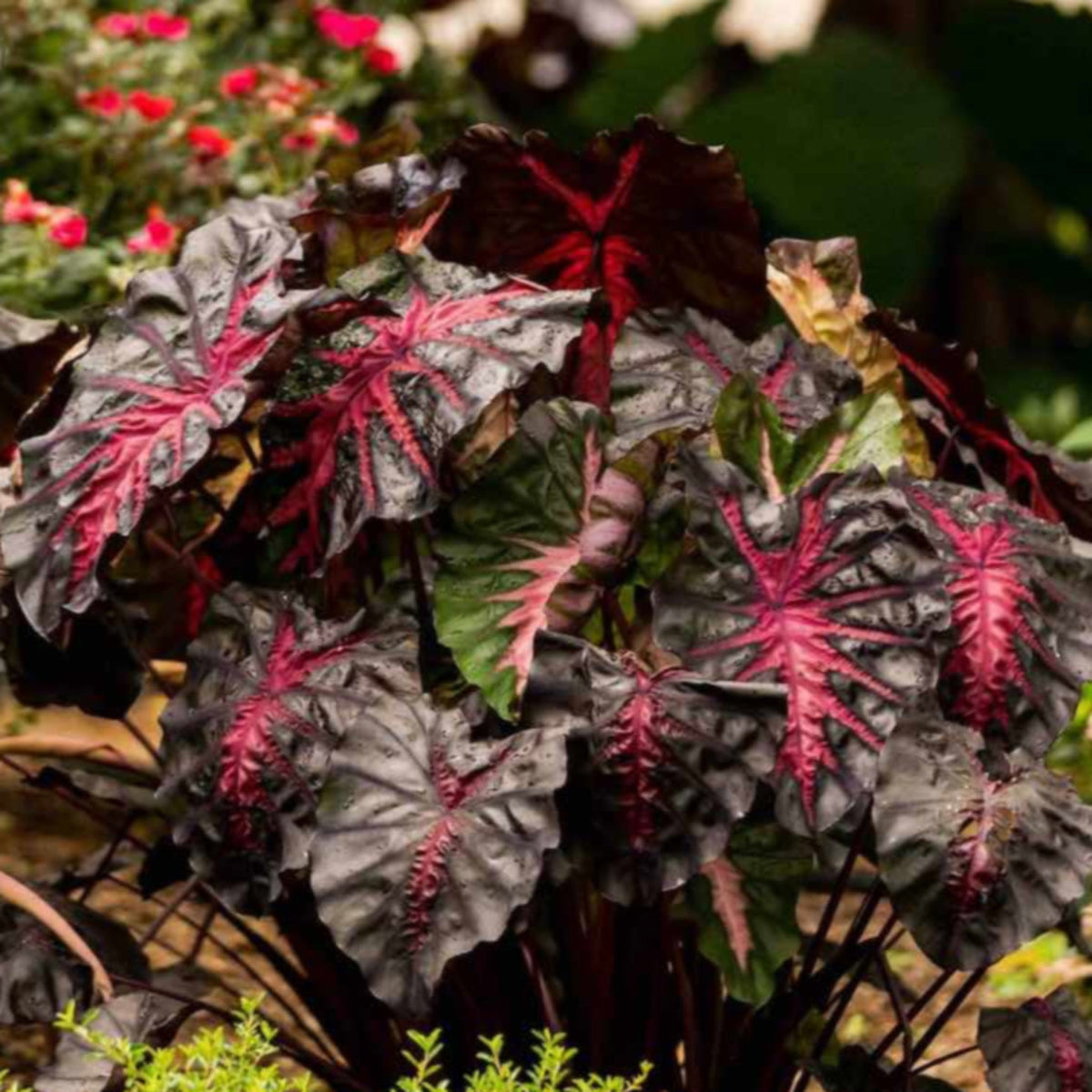 Redemption™ Colocasia