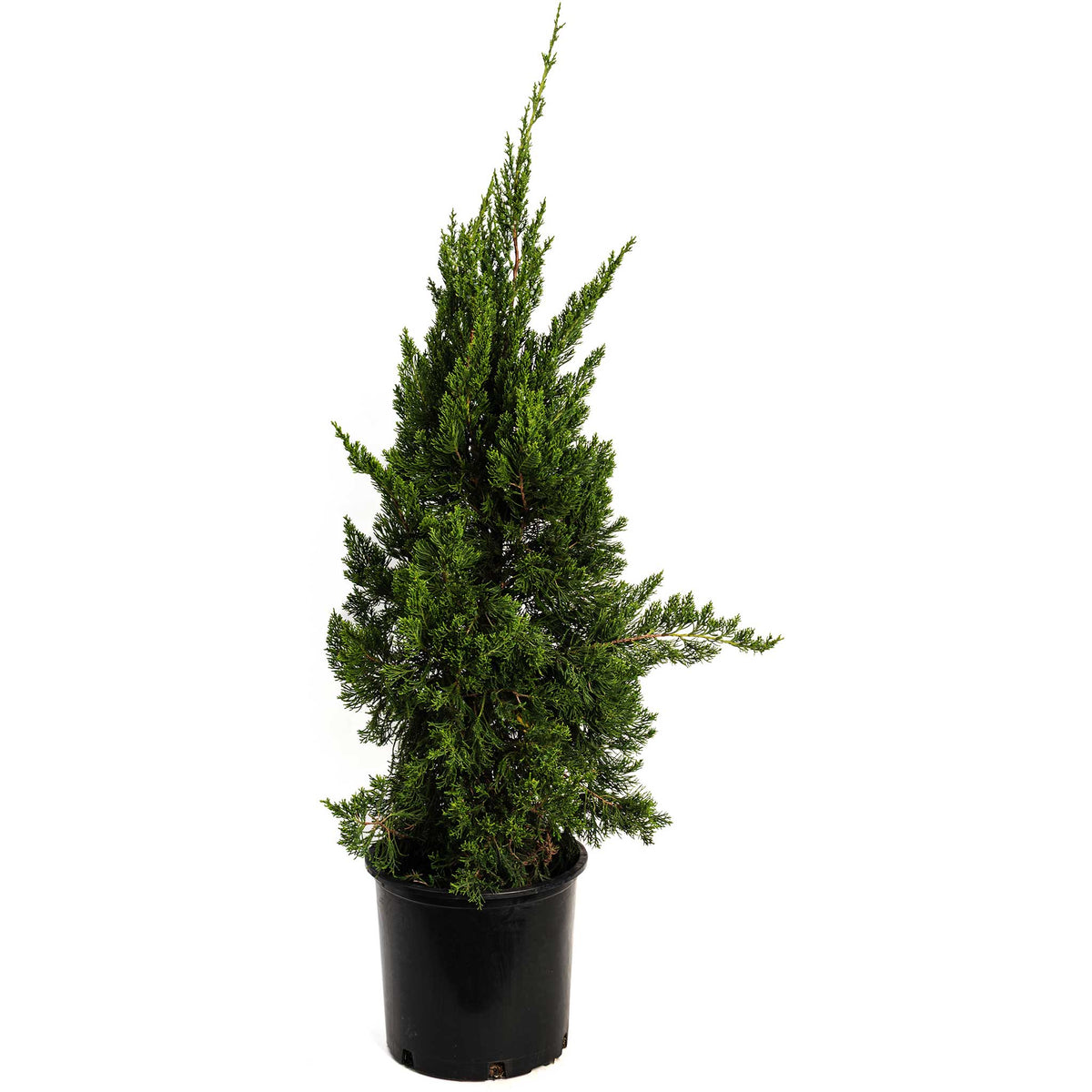 Hollywood Juniper Tree