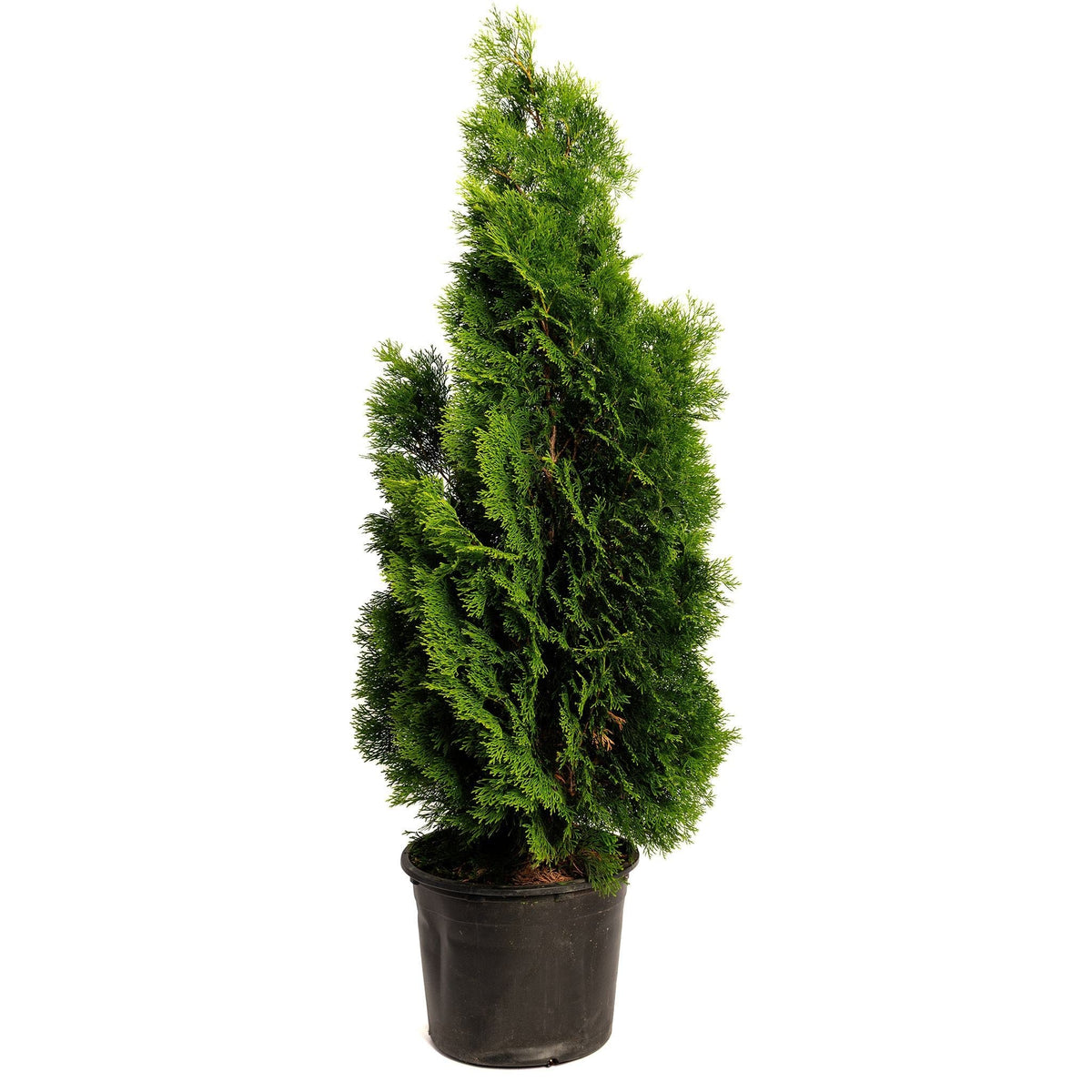 Emerald Green Arborvitae