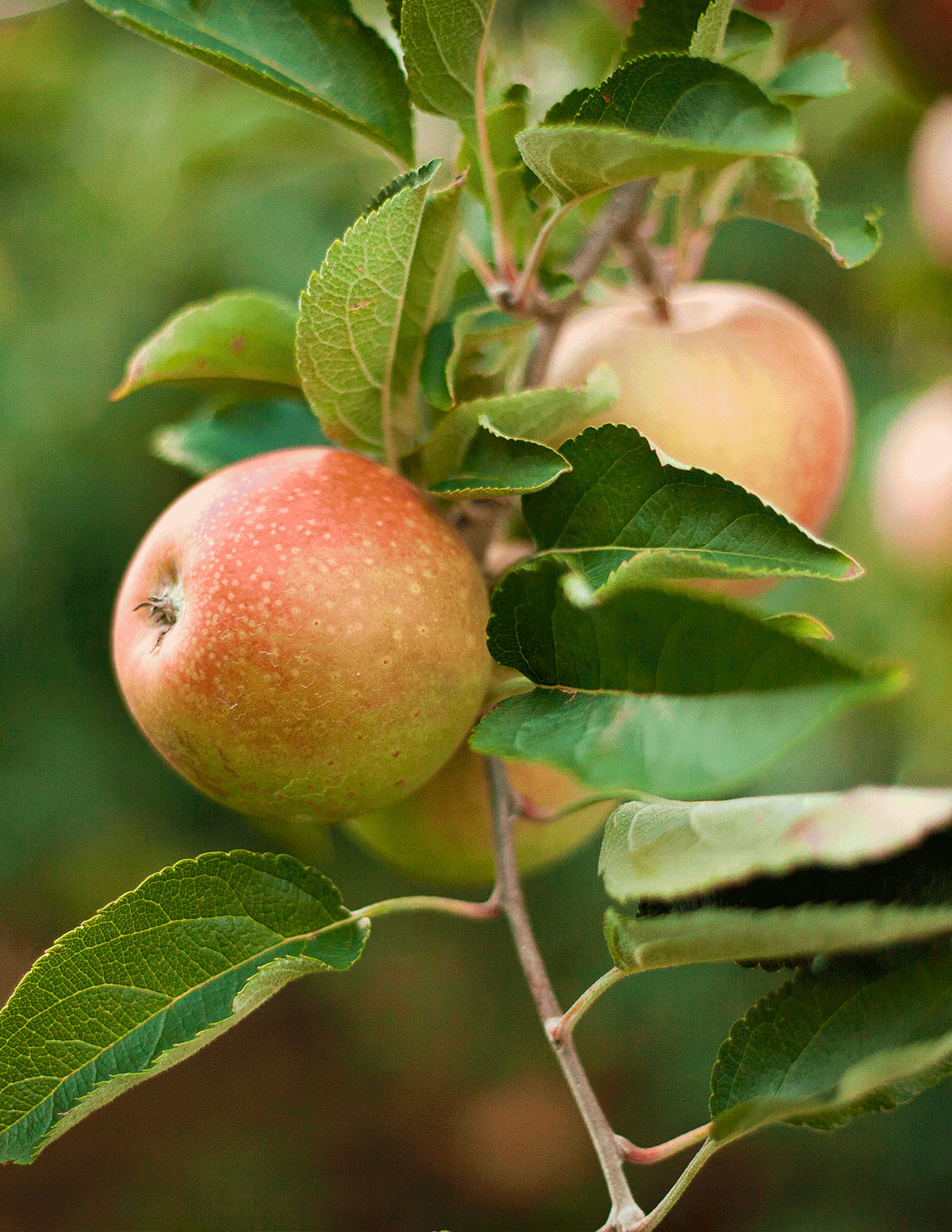 Honeycrisp™ Apple Tree