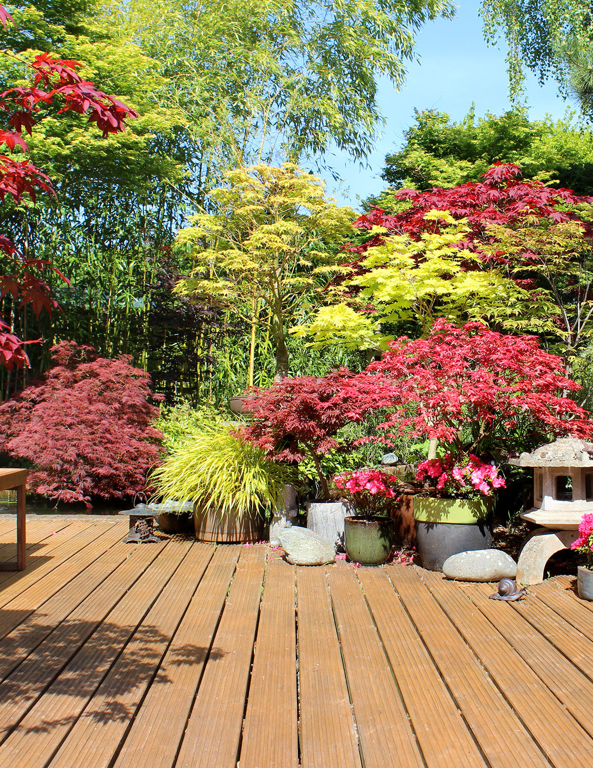 Coral Bark Japanese Maple Tree
