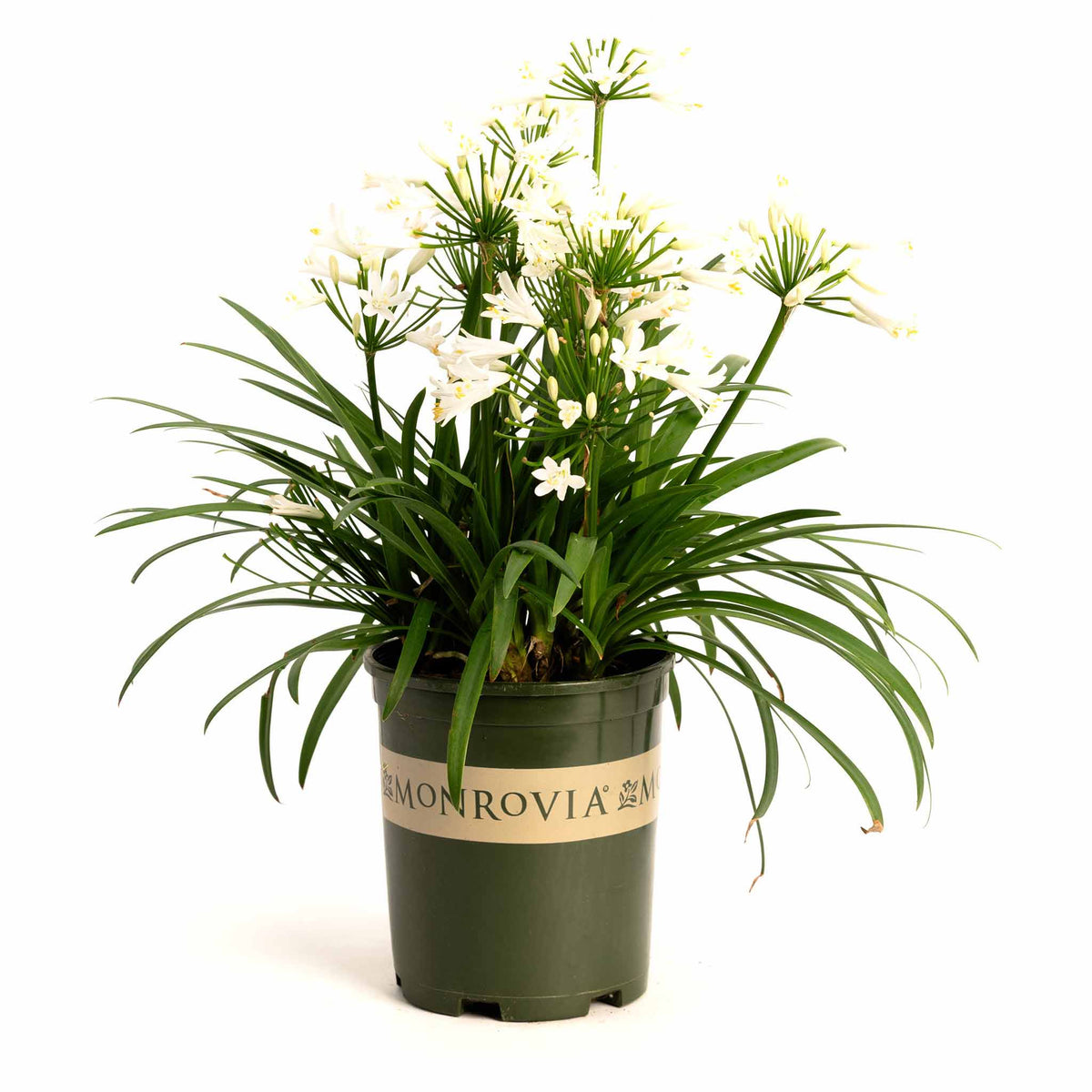 Bridal Veil® Agapanthus