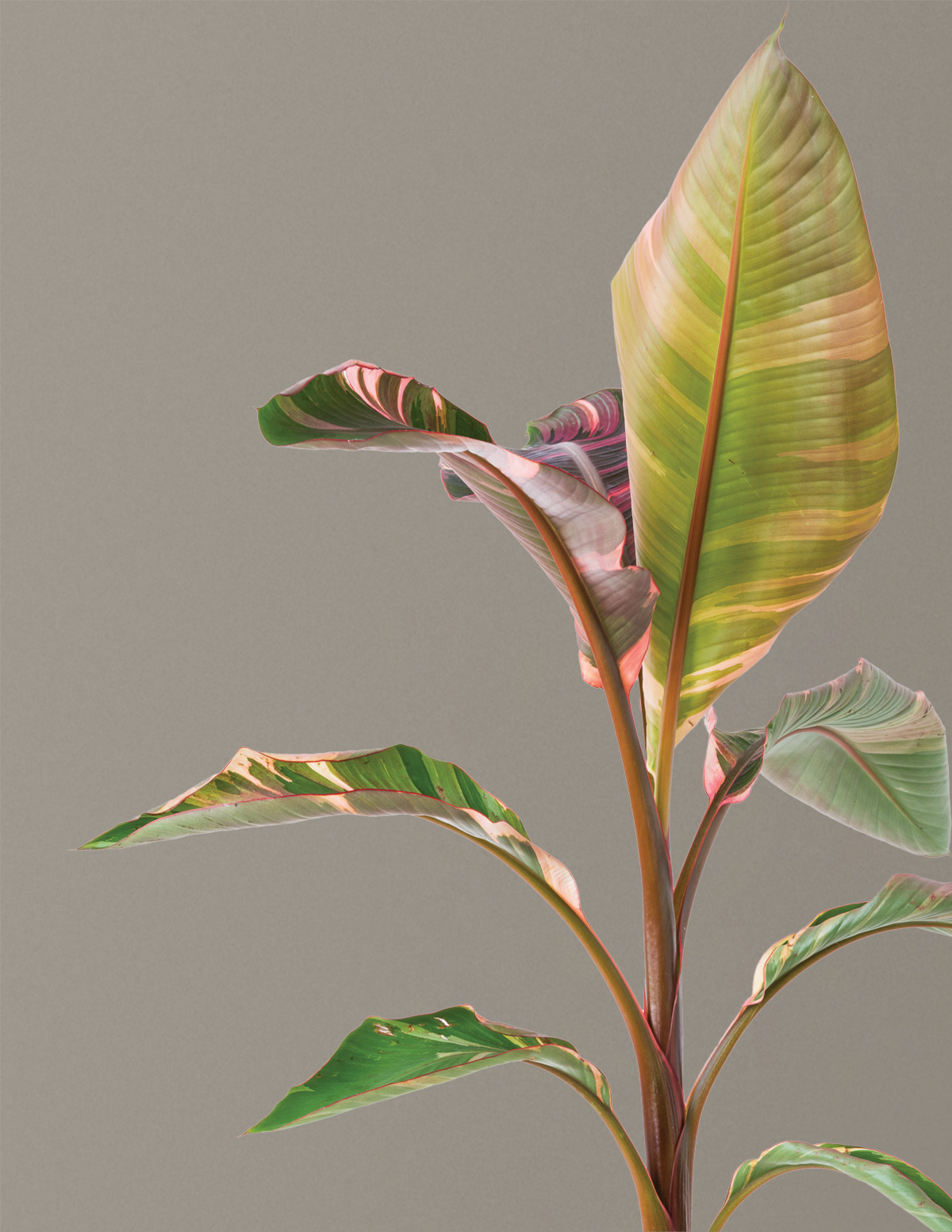 Musa Nono Pink Variegated Banana
