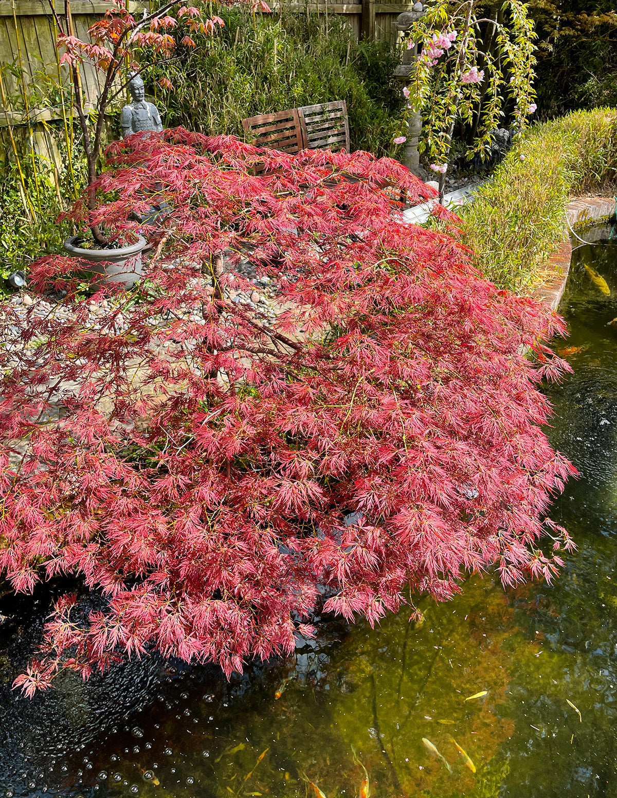 Red Dragon Japanese Maple Tree