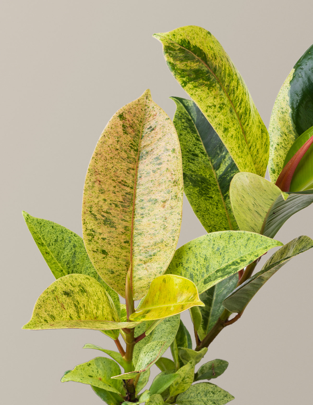 Ficus Shivereana
