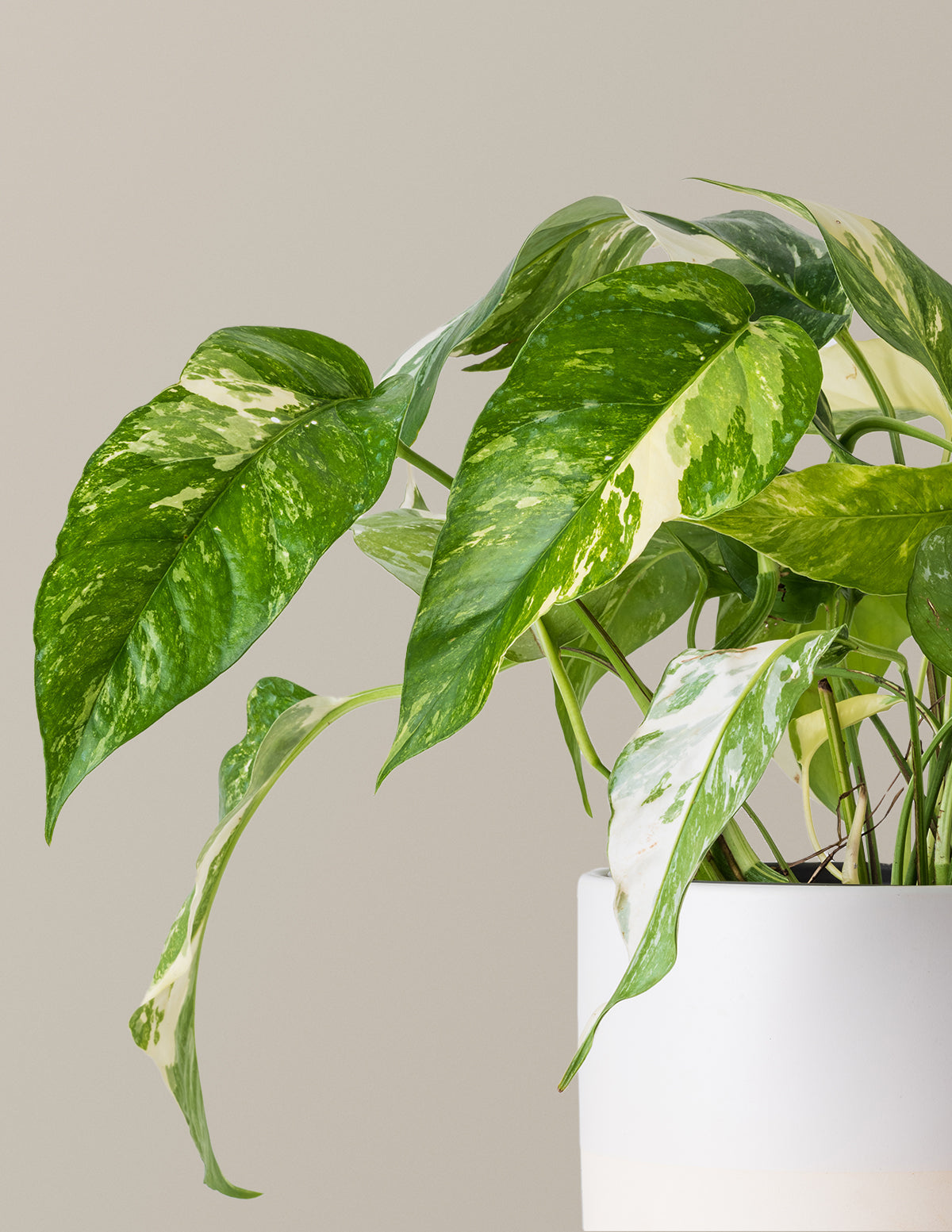 Pothos Albo