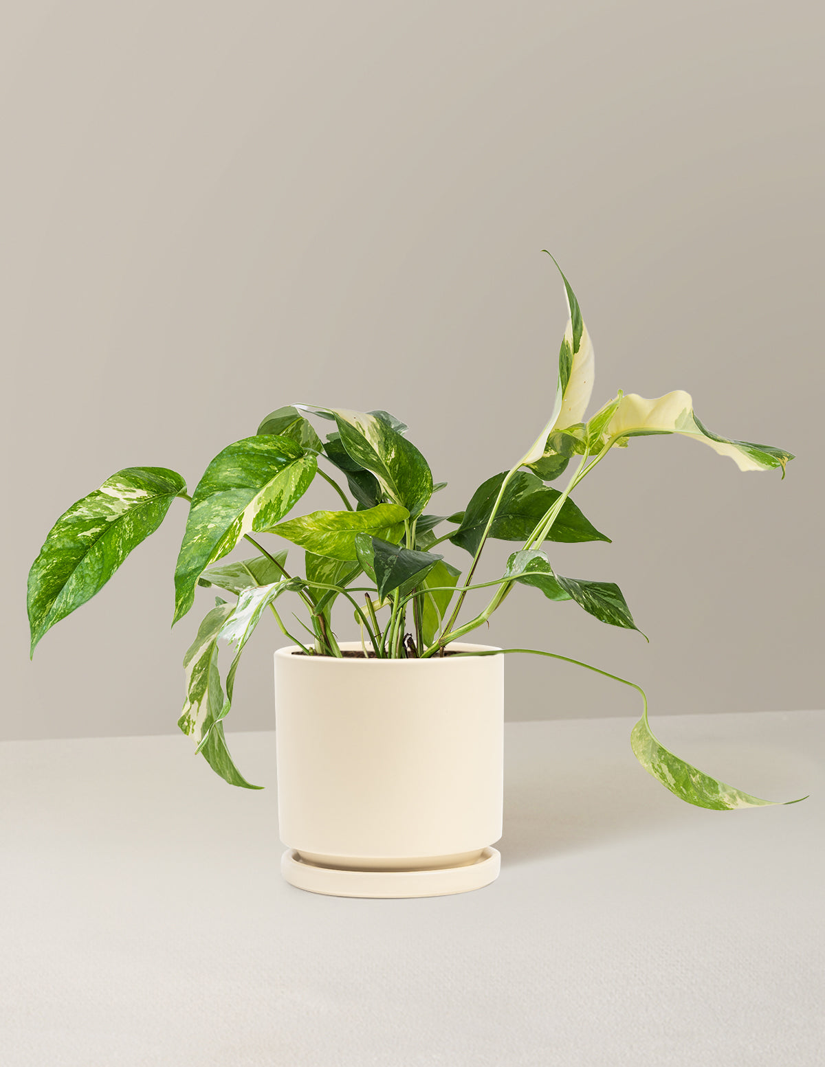 Pothos Albo