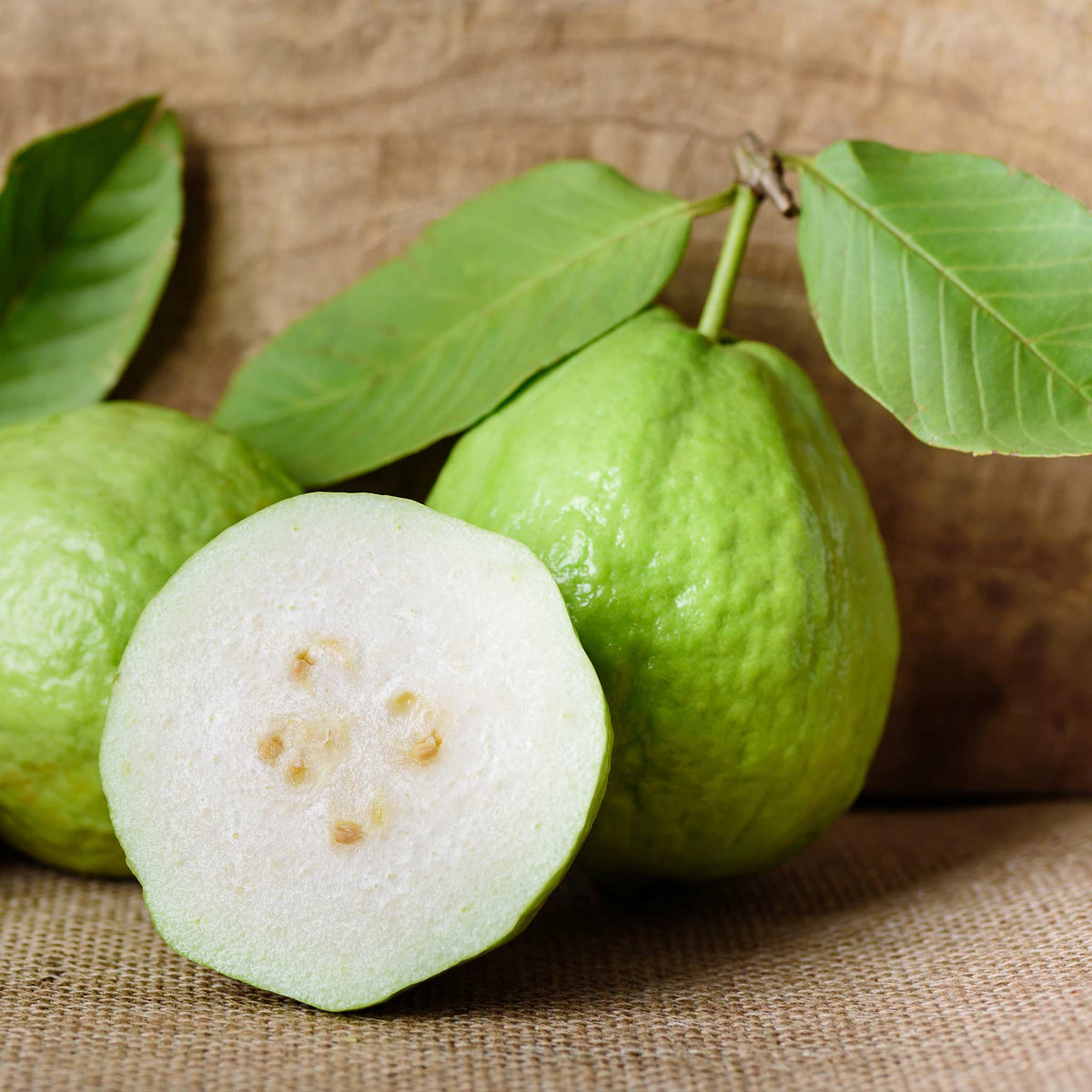 White Guava Tree