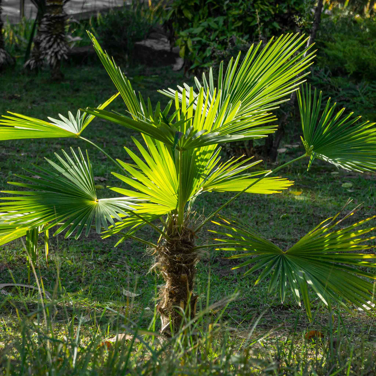 Windmill Palm Tree