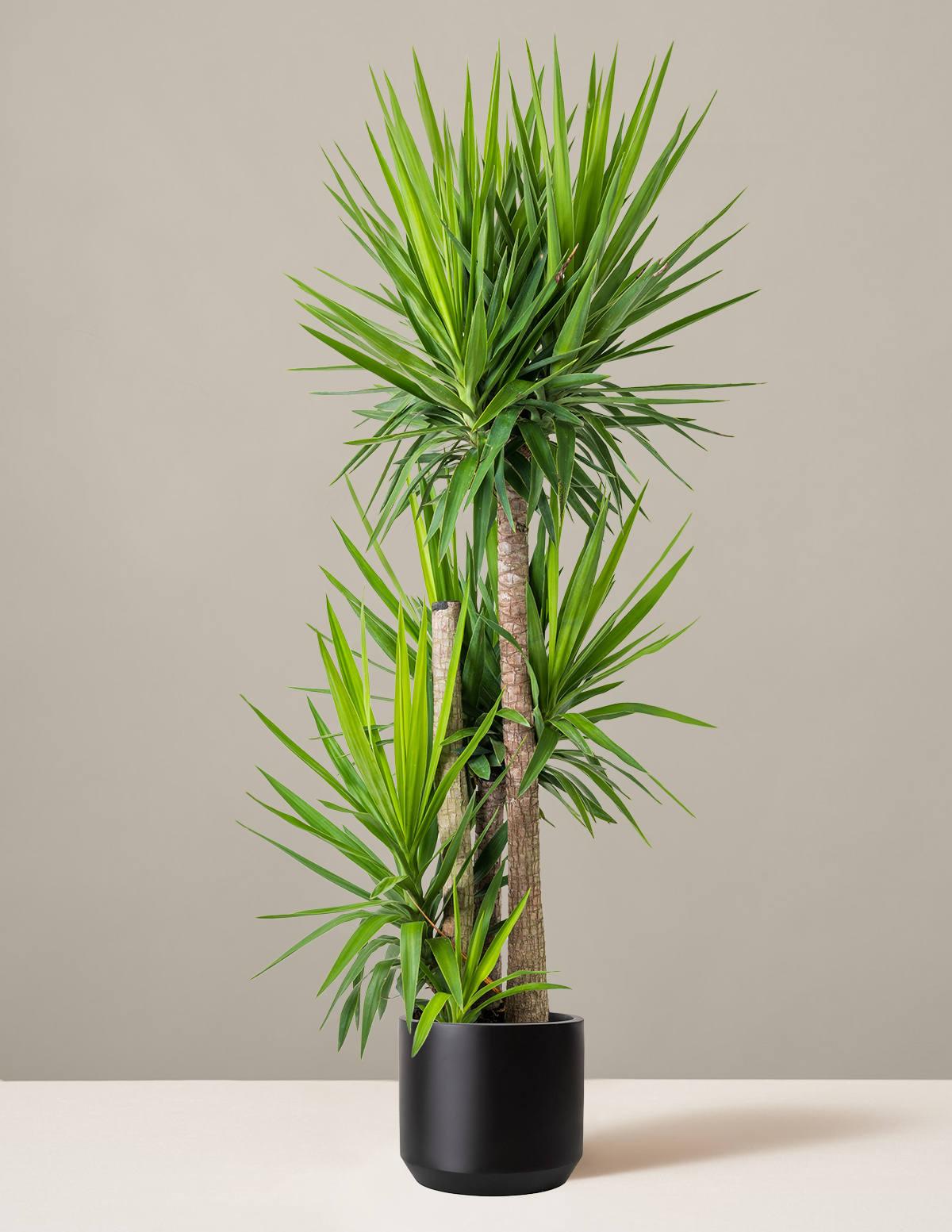Yucca Plant Multi Stem