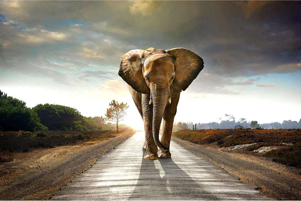 Temp Glass with Foil - Elephant Journey