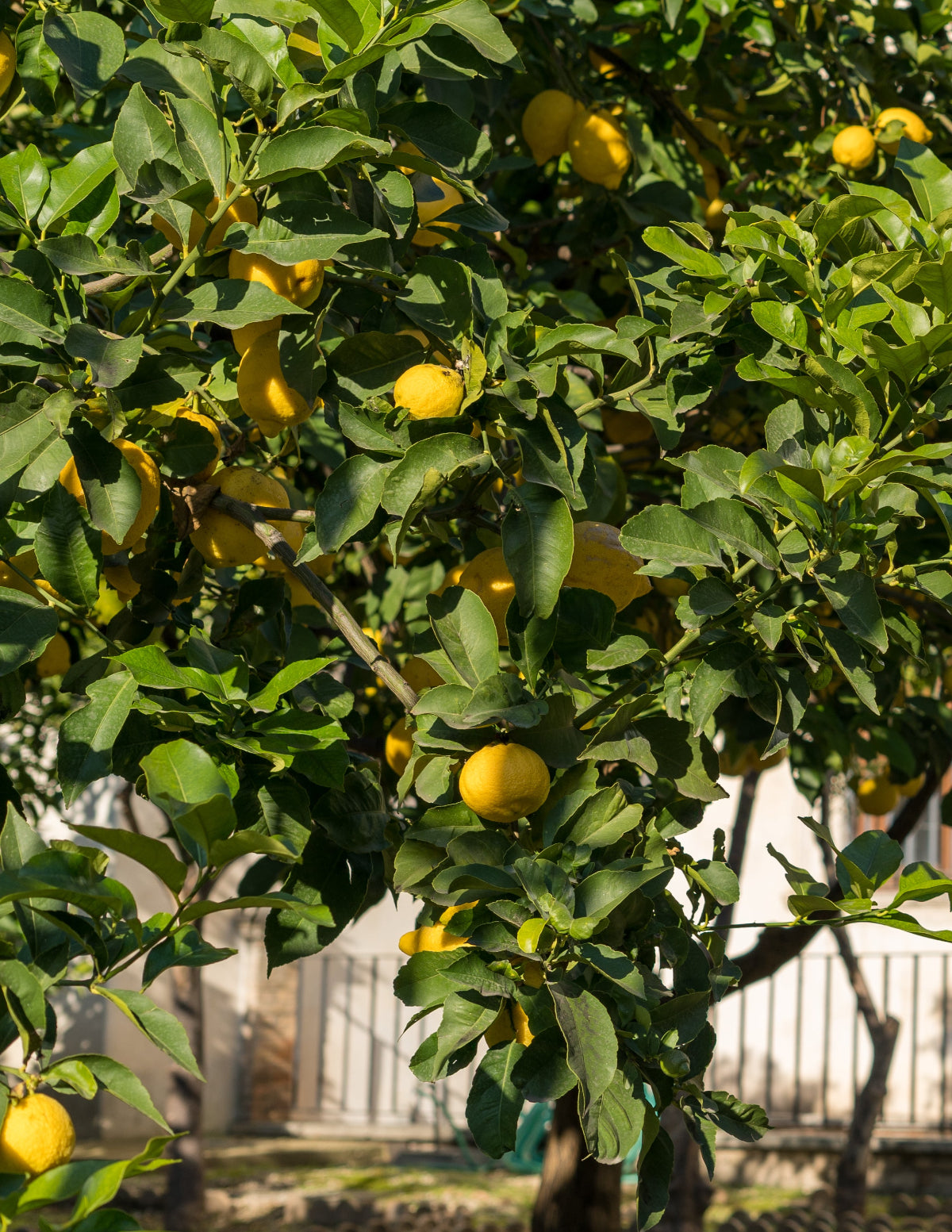 Eureka Lemon Tree