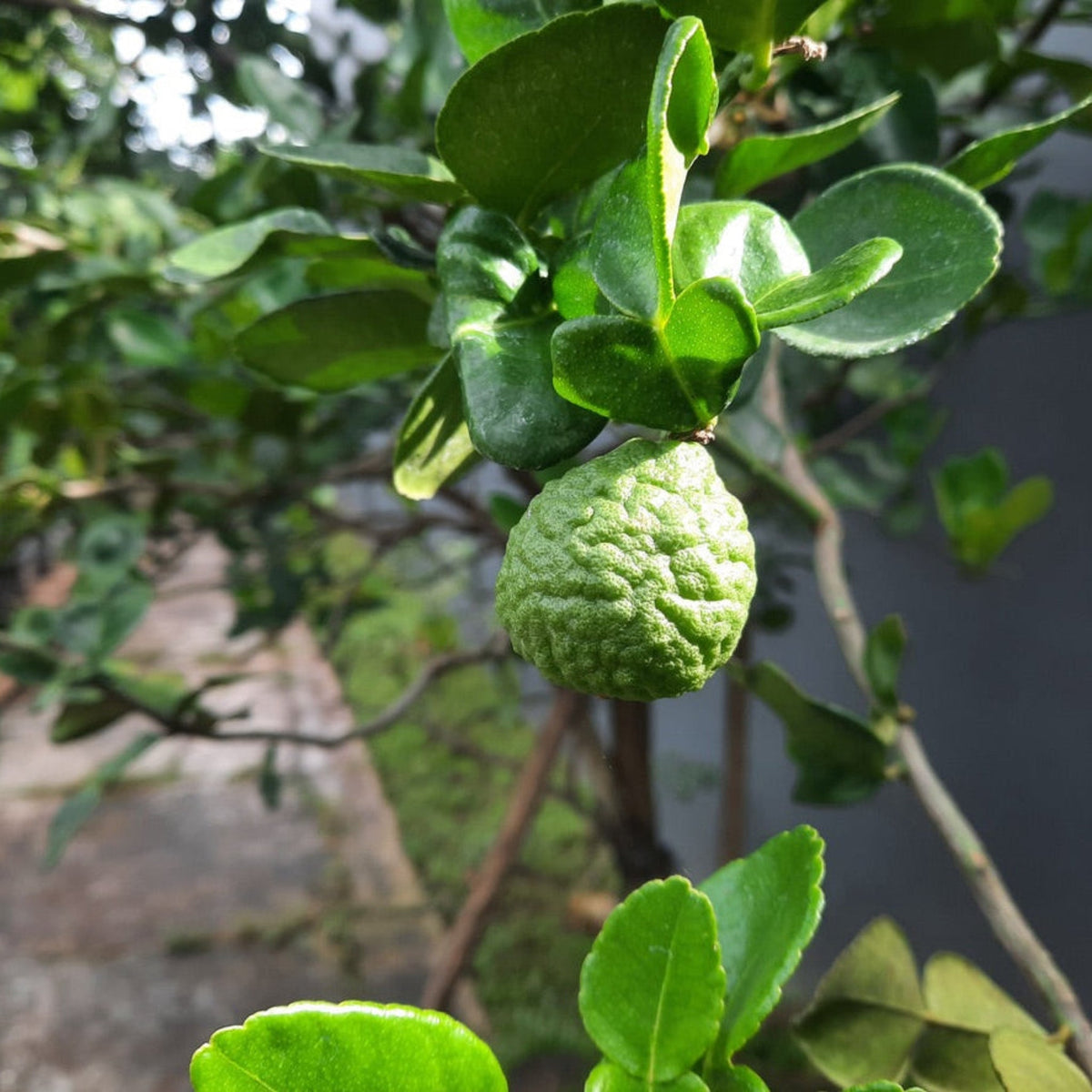 Makrut Lime Tree