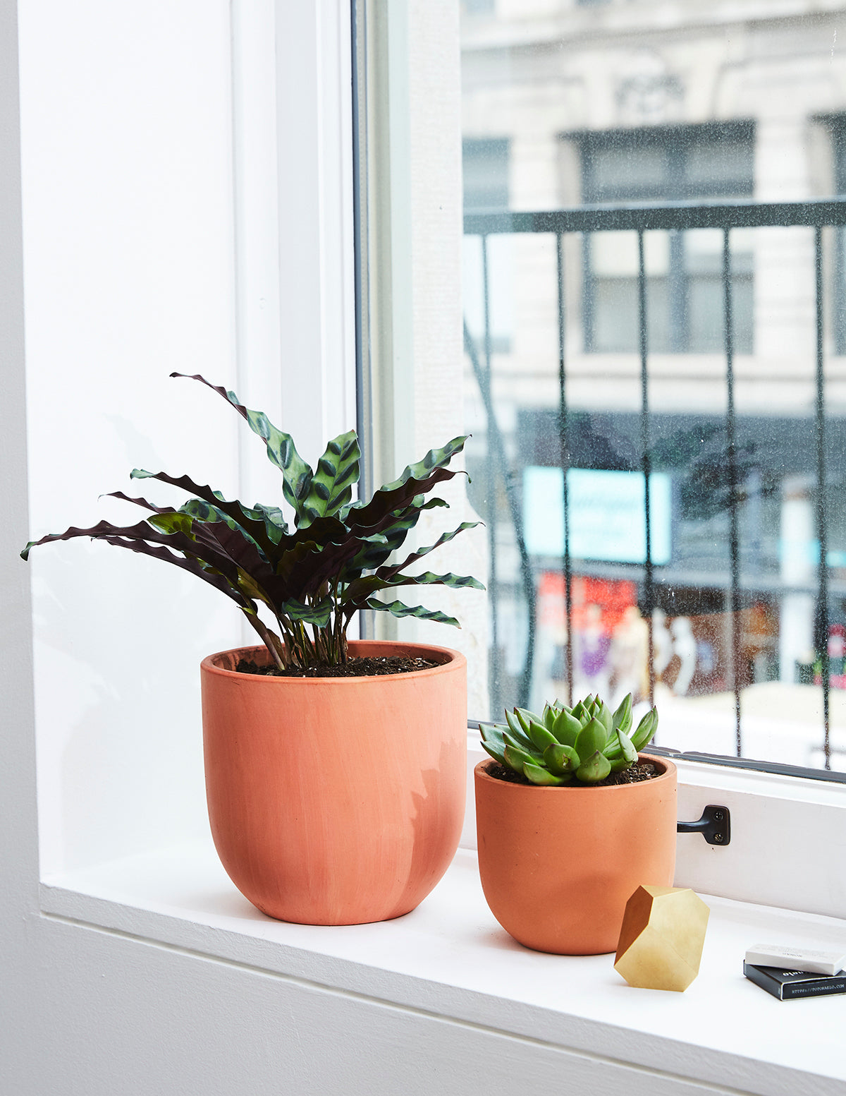 Calathea Rattlesnake