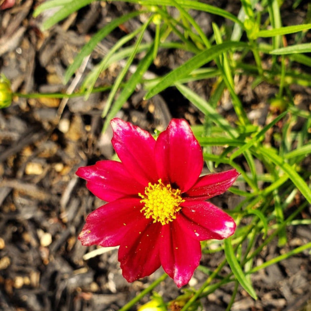 Li'l Bang™ Red Elf Coreopsis