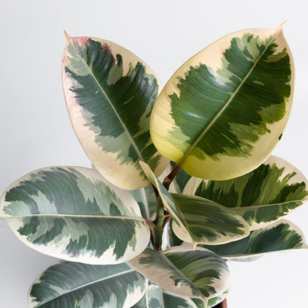 Ficus Tineke Bush