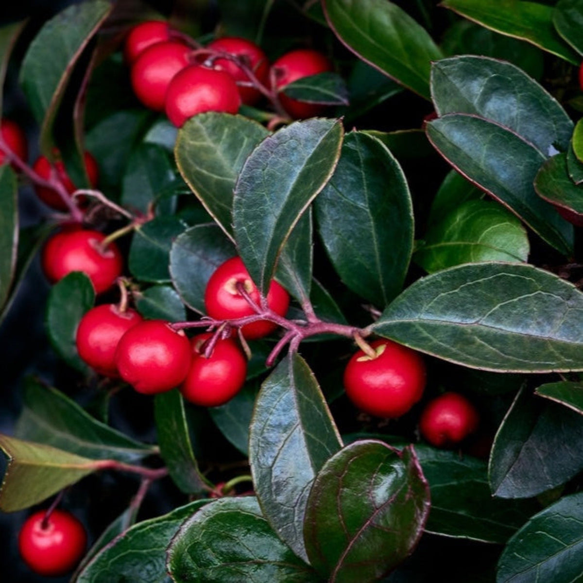Wintergreen Cherry Berries