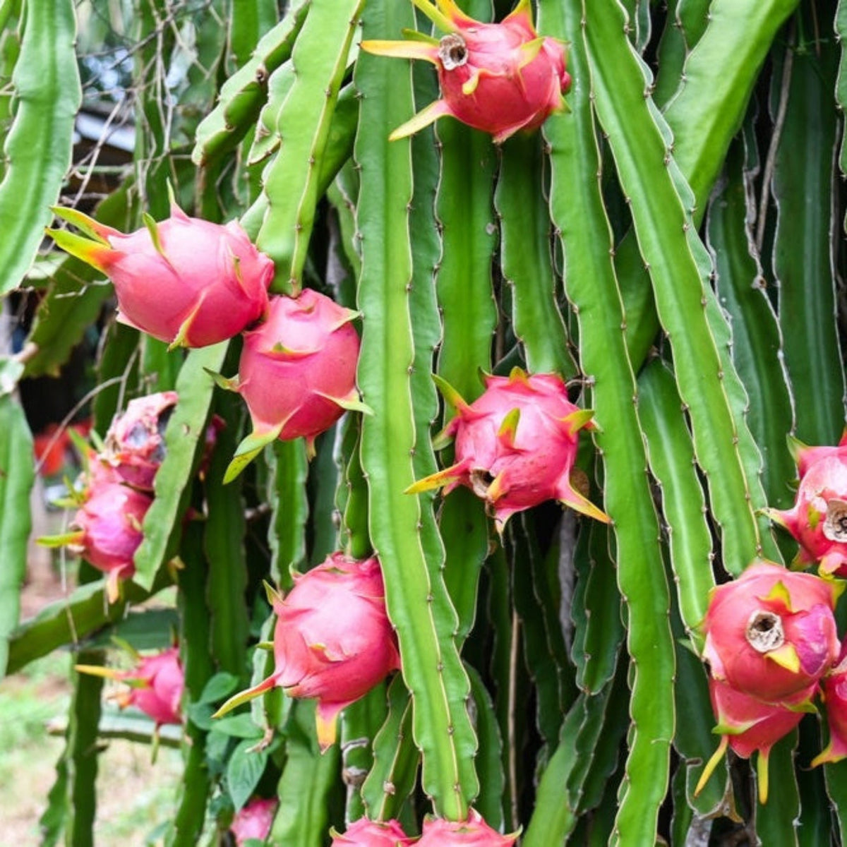 White Dragon Fruit