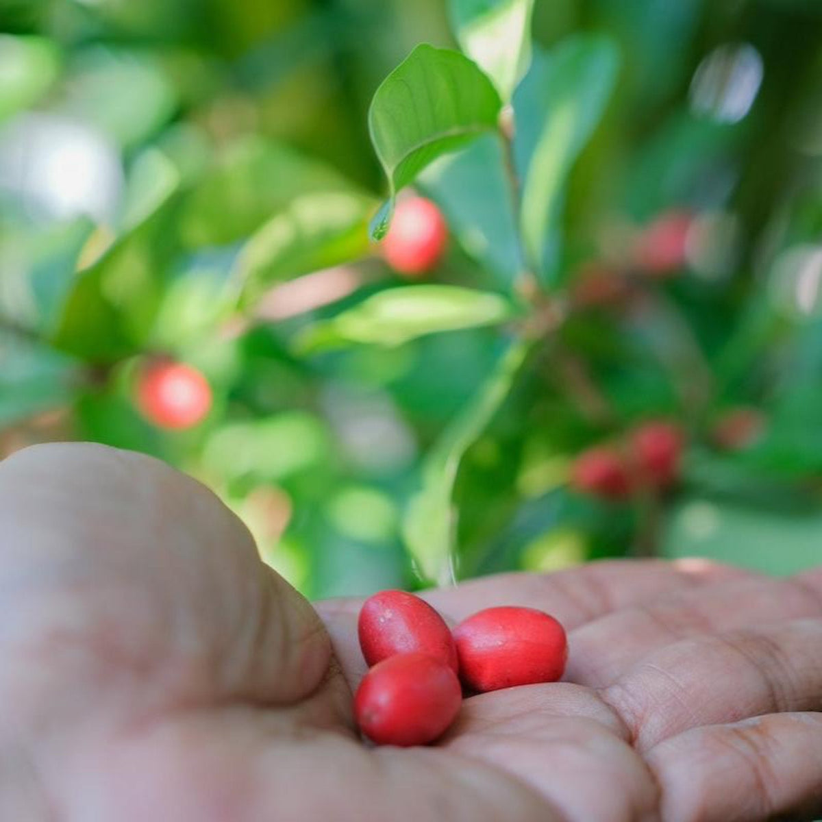 Miracle Fruit