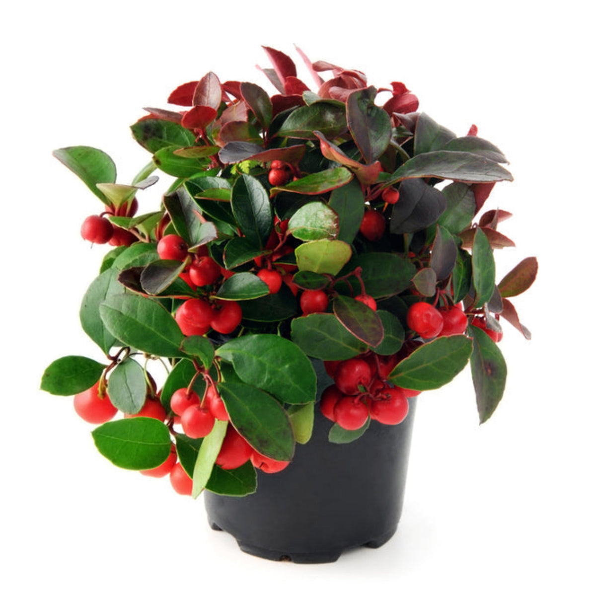 Wintergreen Cherry Berries