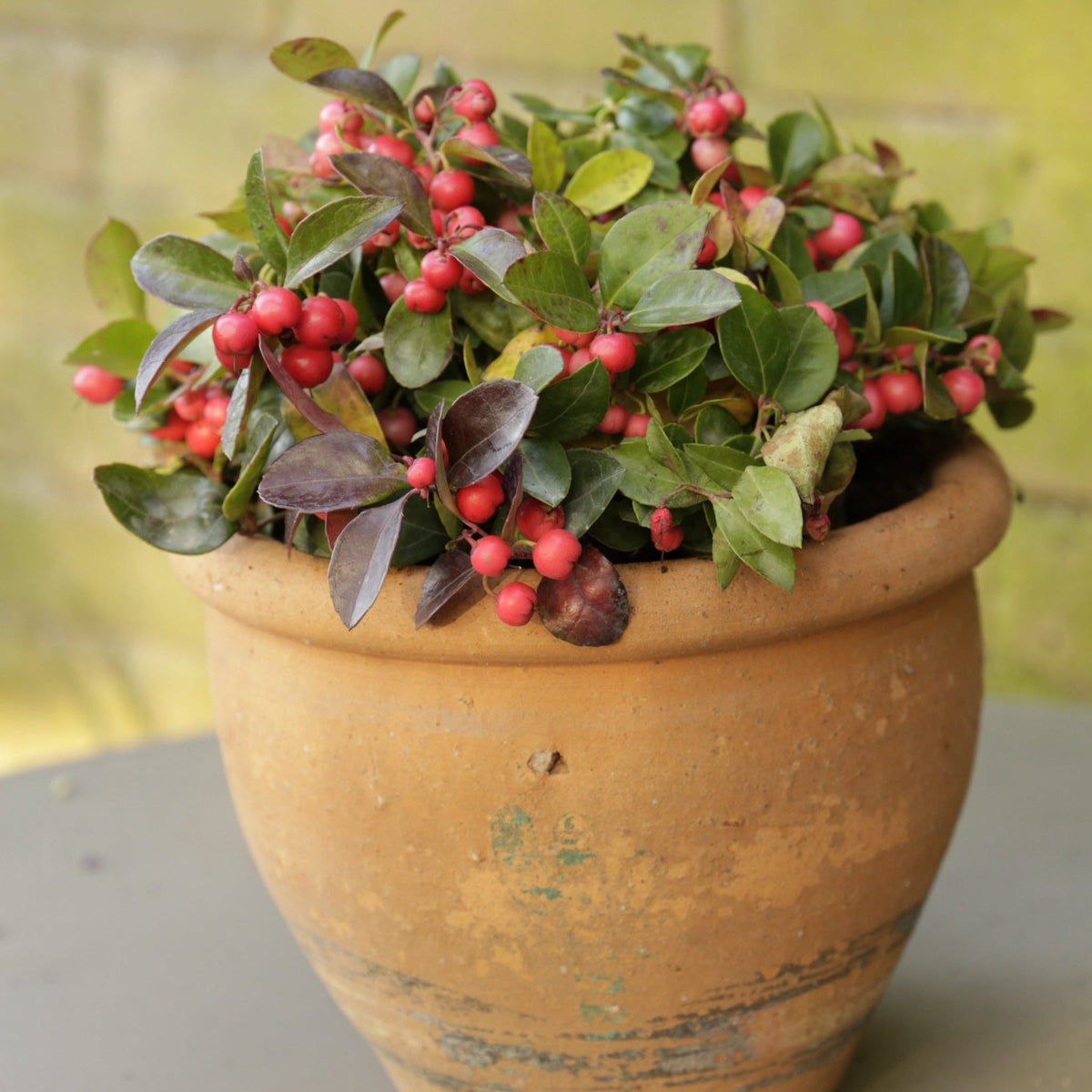 Wintergreen Cherry Berries