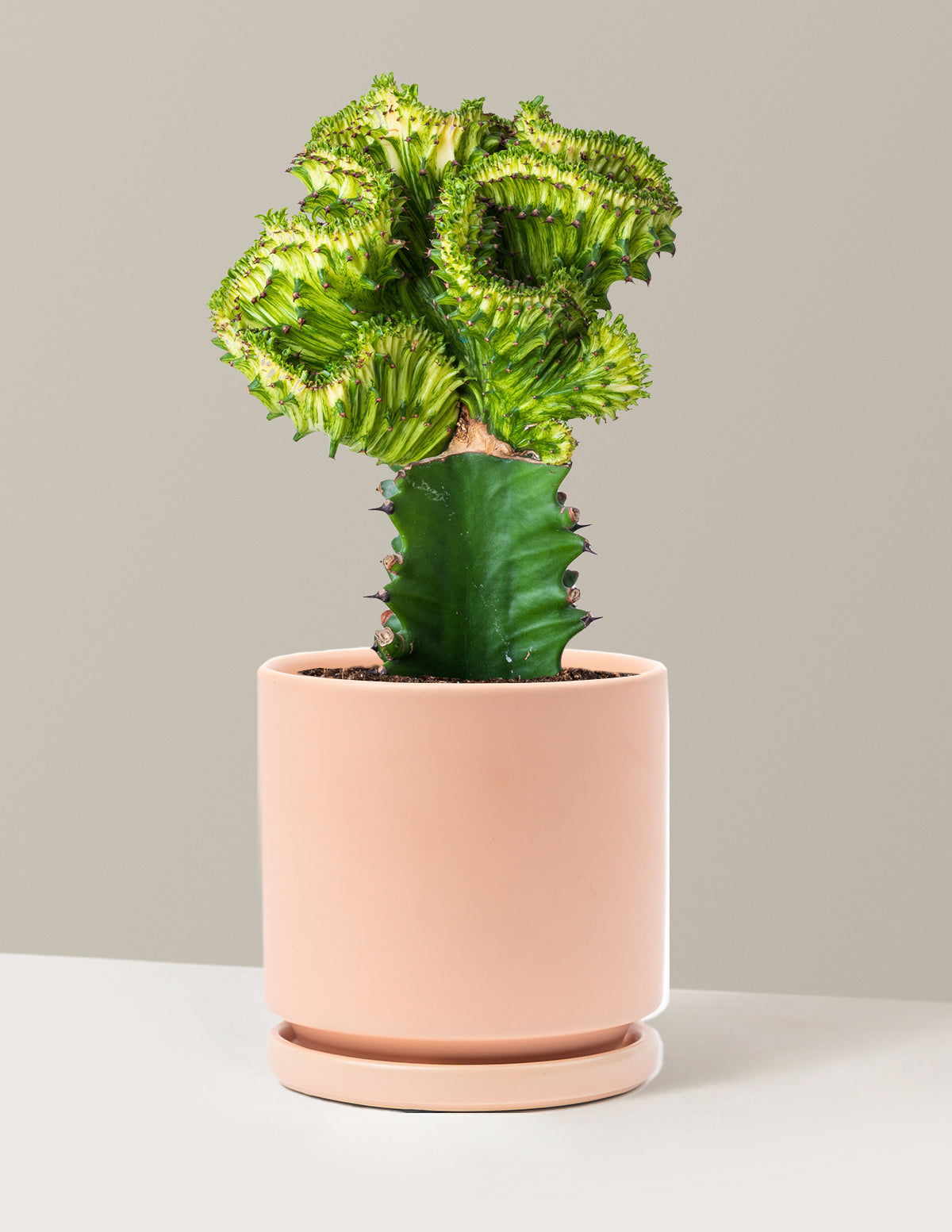 Mermaid Tail Cactus