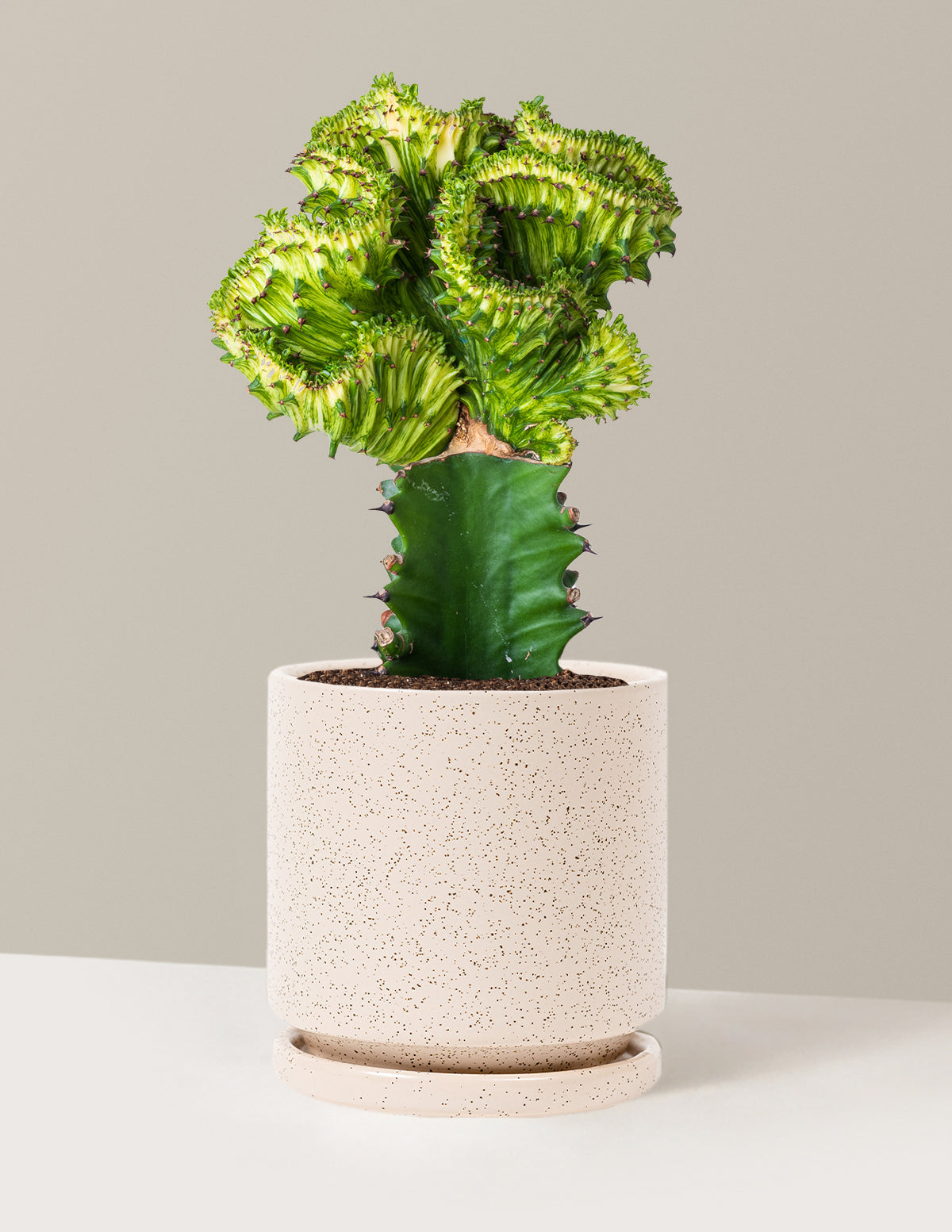 Mermaid Tail Cactus