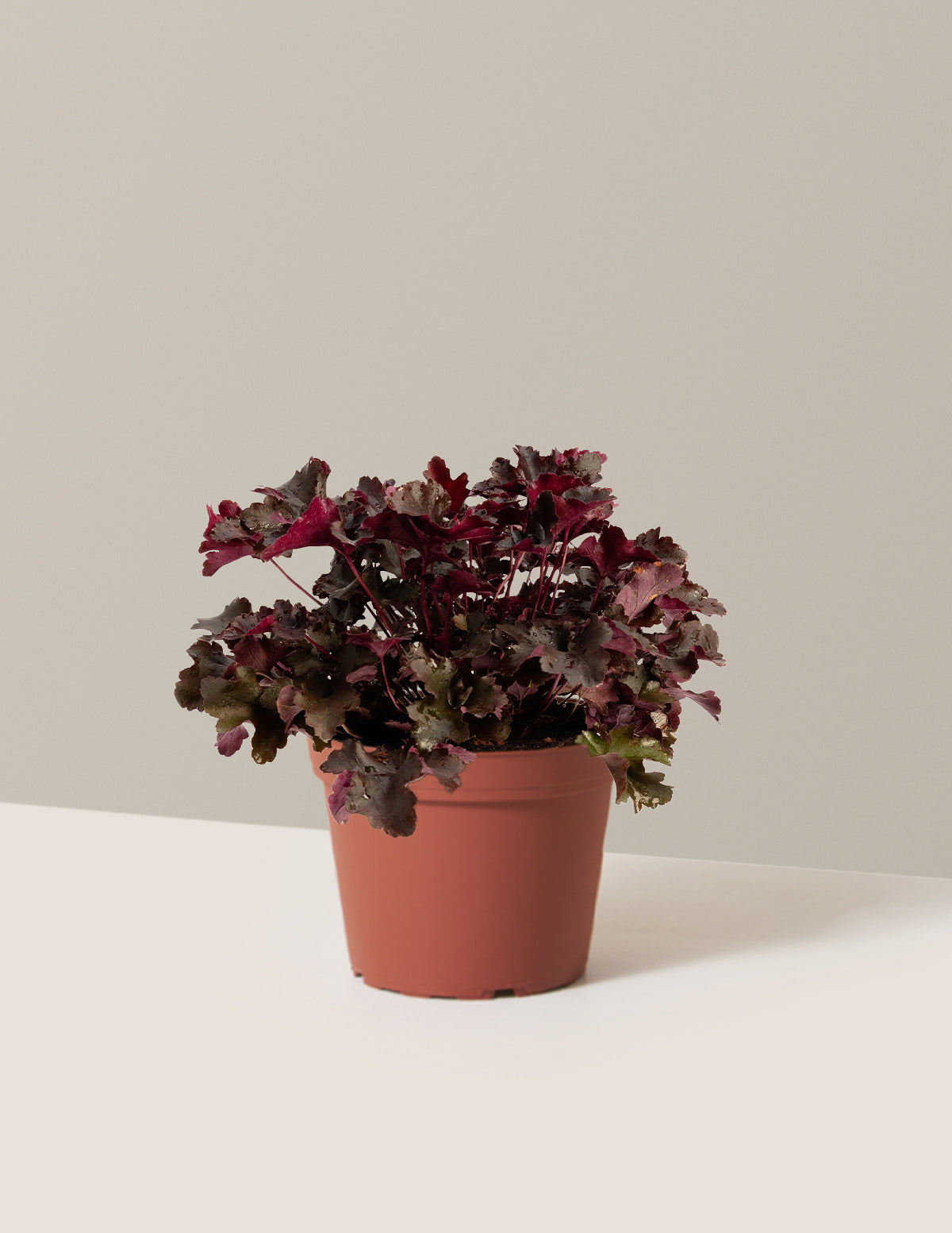 Balboa Sunset® Heuchera