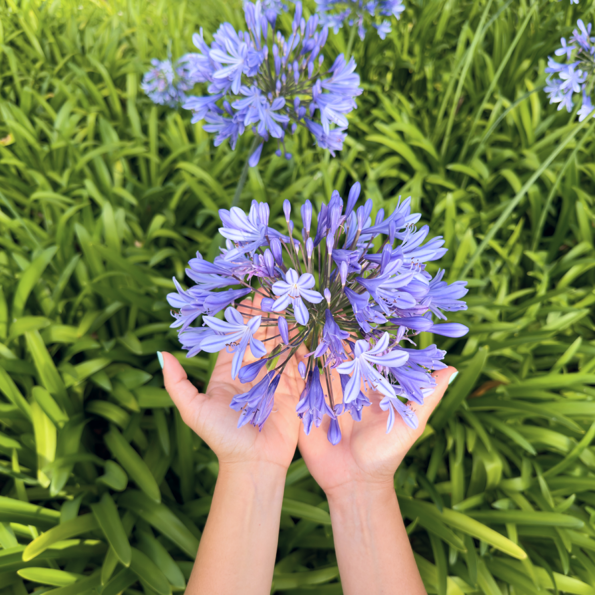Baby Pete™ Agapanthus