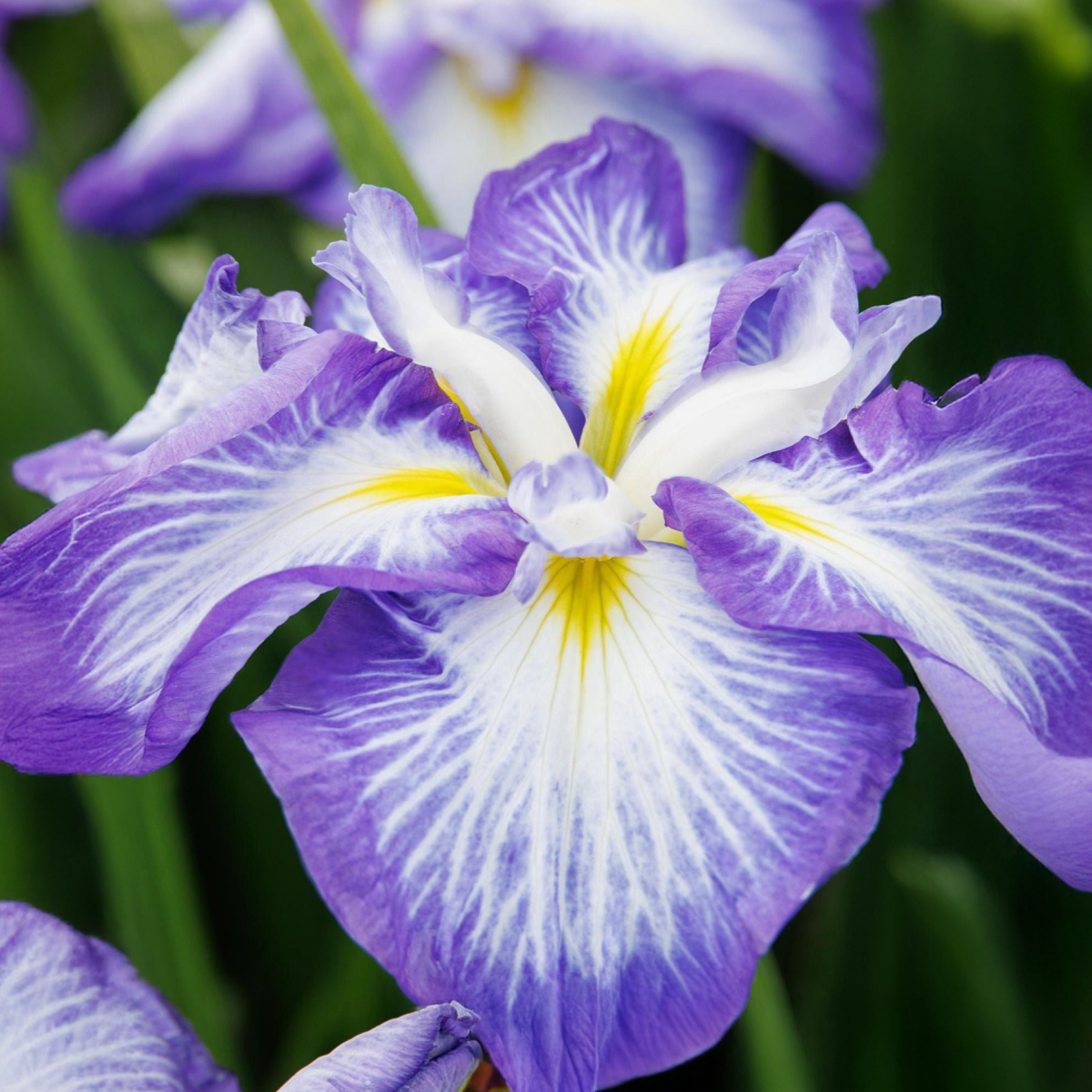 Cascade Spice Japanese Iris