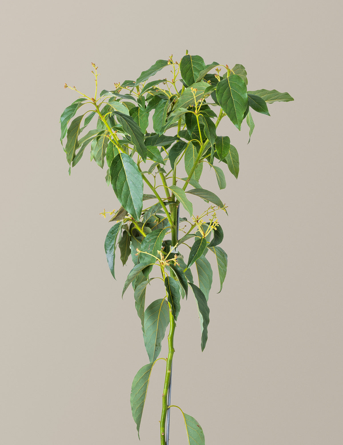 Cold Hardy Avocado Tree