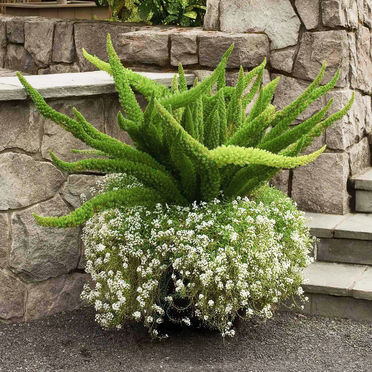 Foxtail Fern