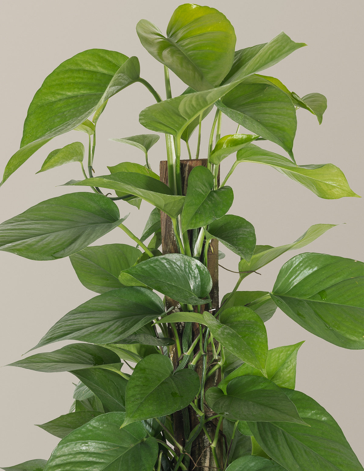 Jade Pothos Totem