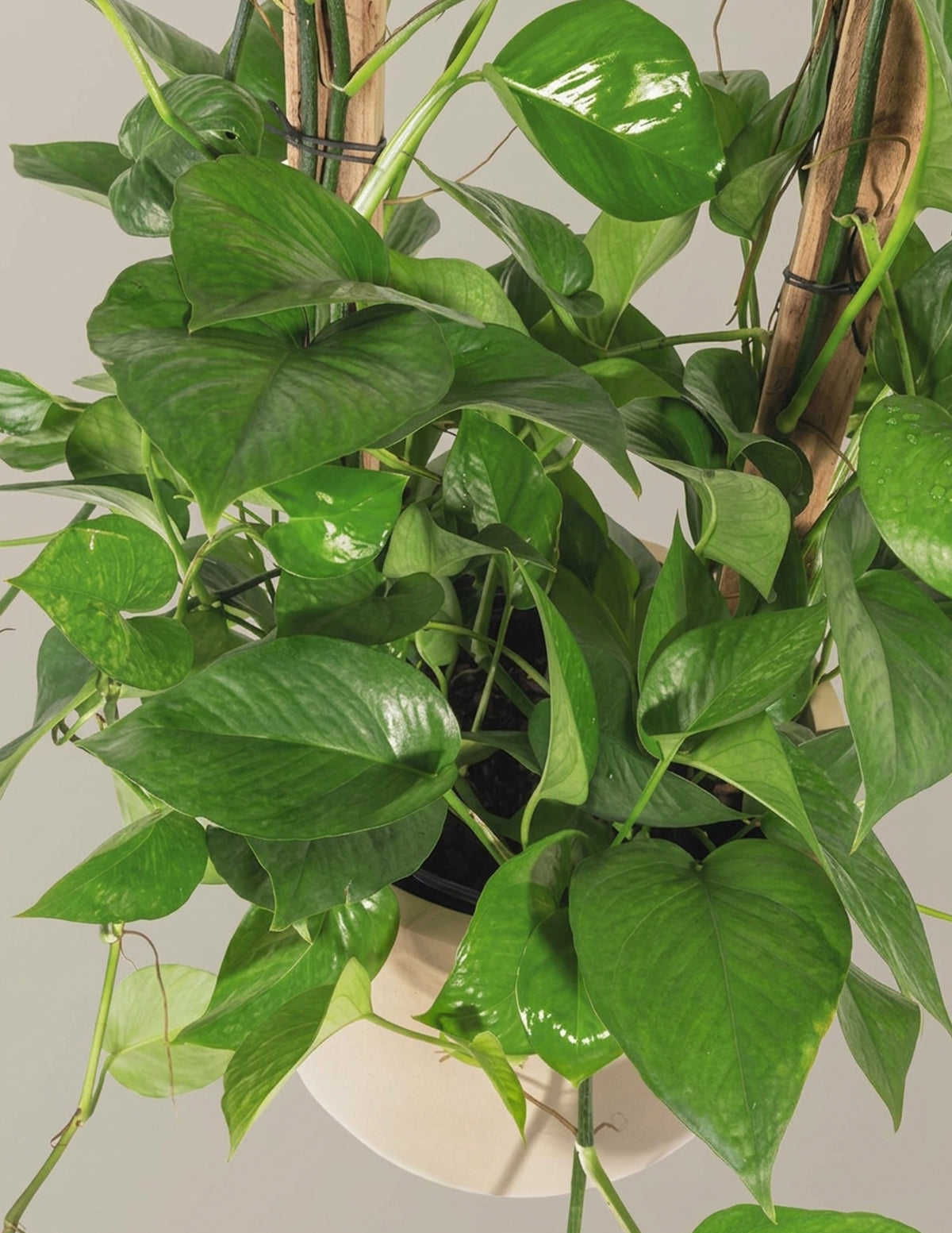Jade Pothos Trellis