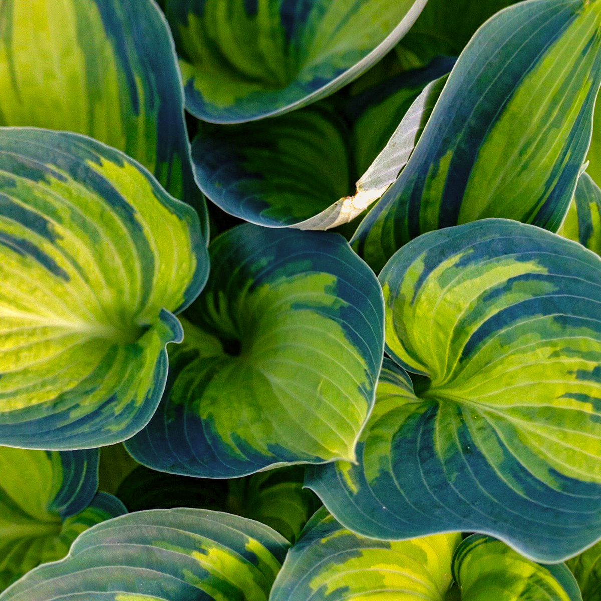 June Hosta