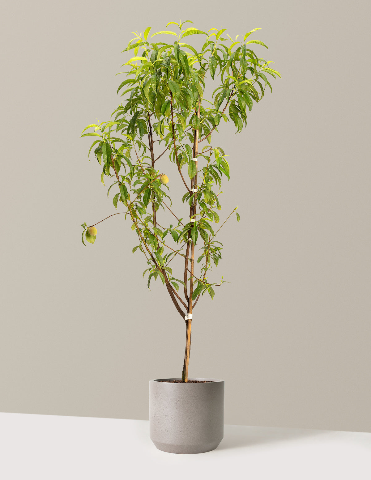 4-in-1 Peach Tree