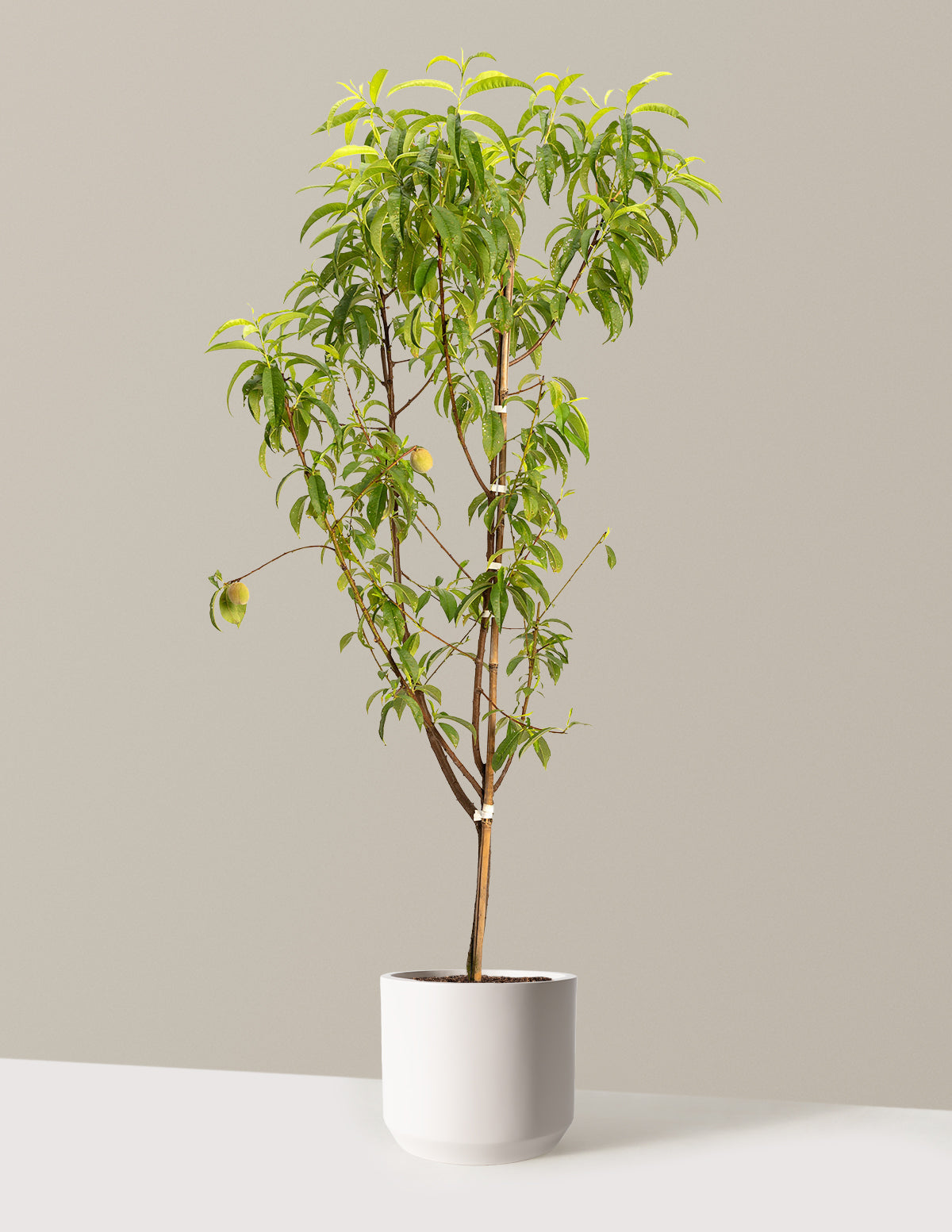 Multi-Fruit Peach Tree