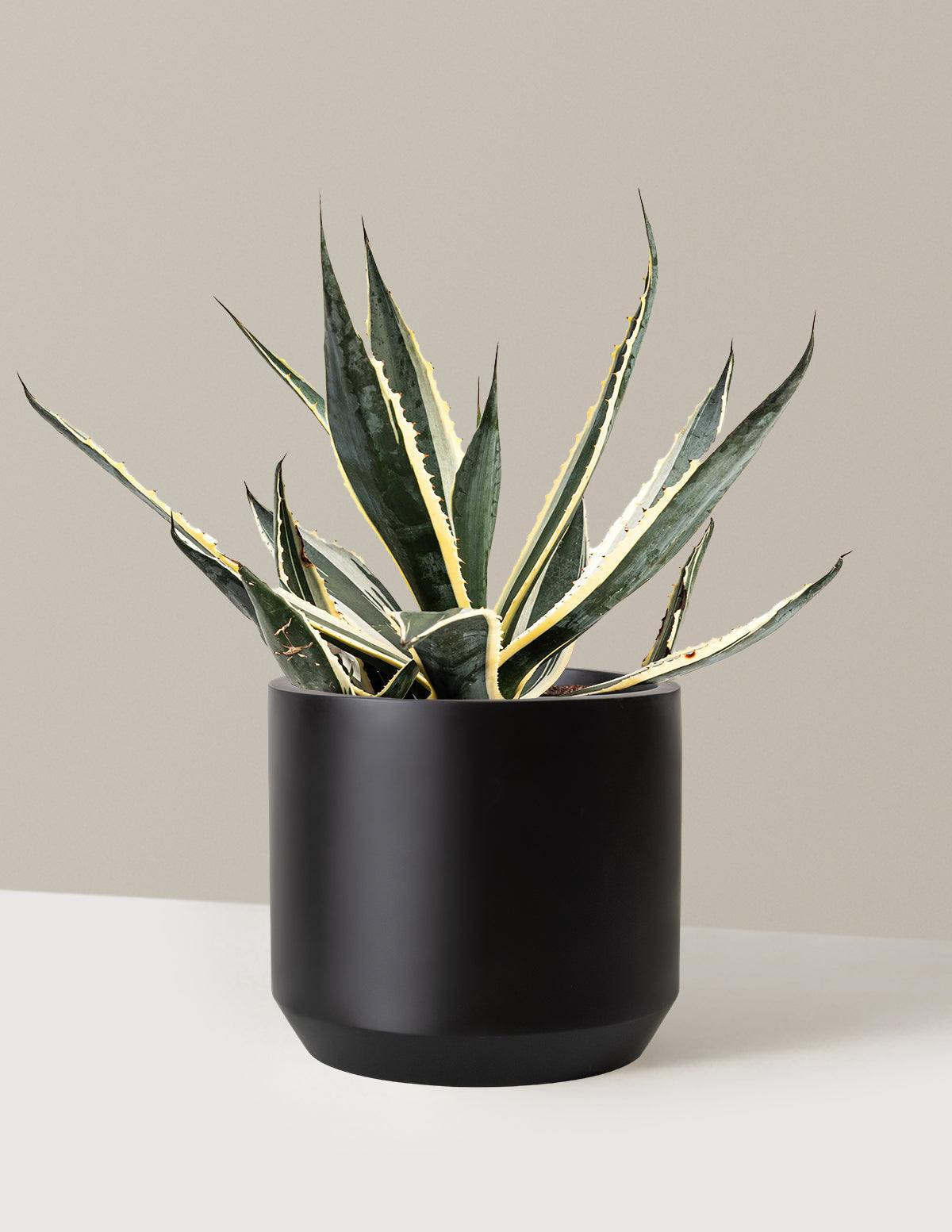 Agave Americana Variegata