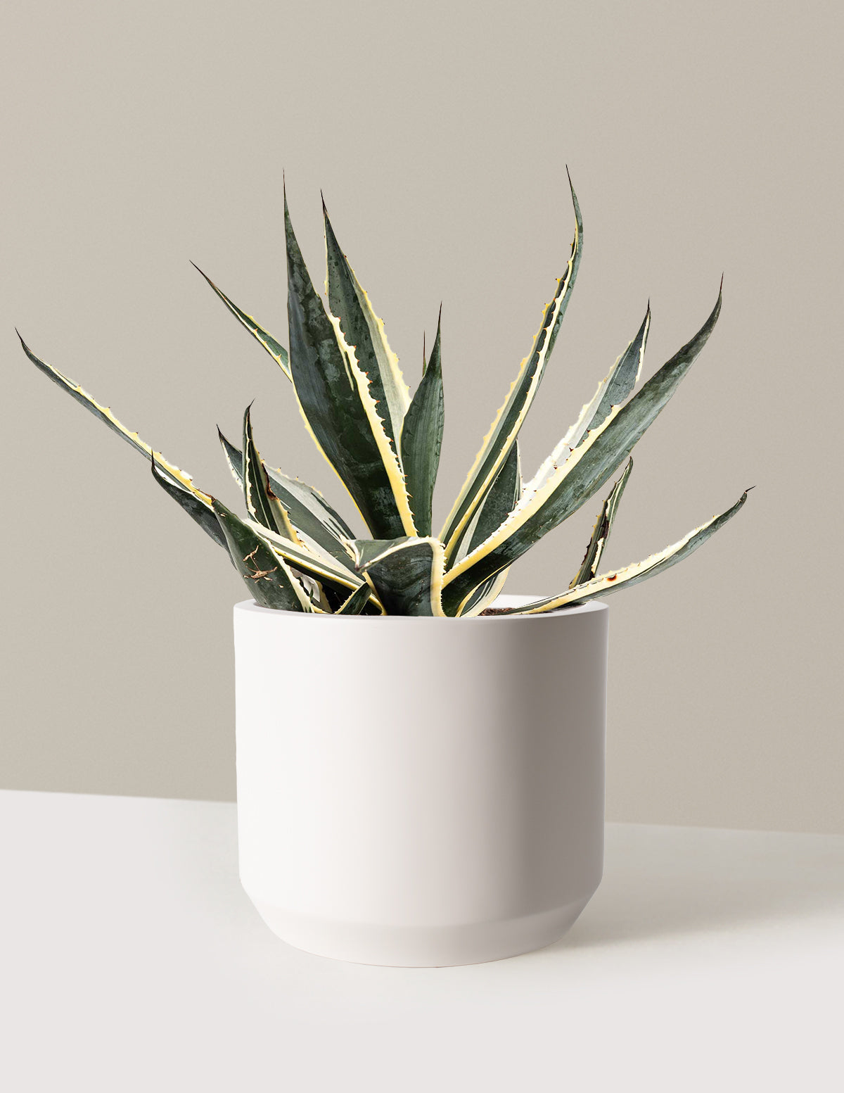 Agave Americana Variegata