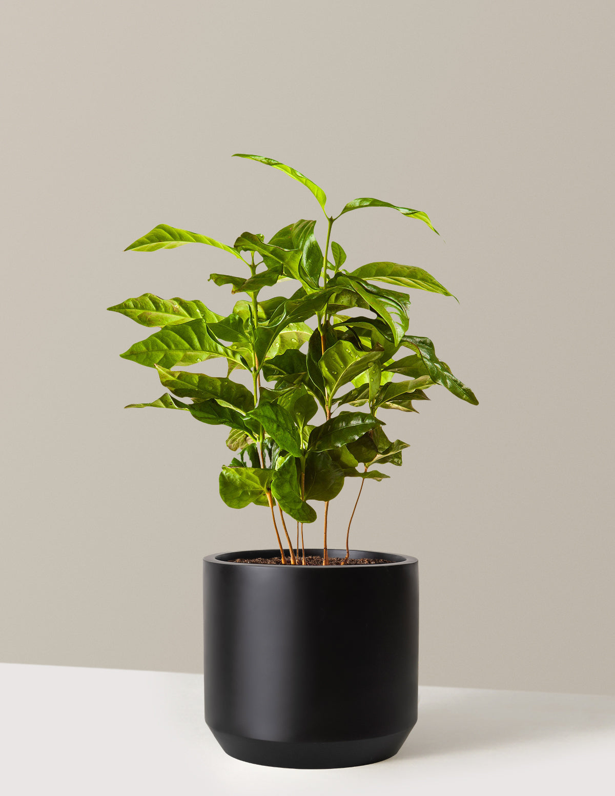 Arabica Coffee Plant