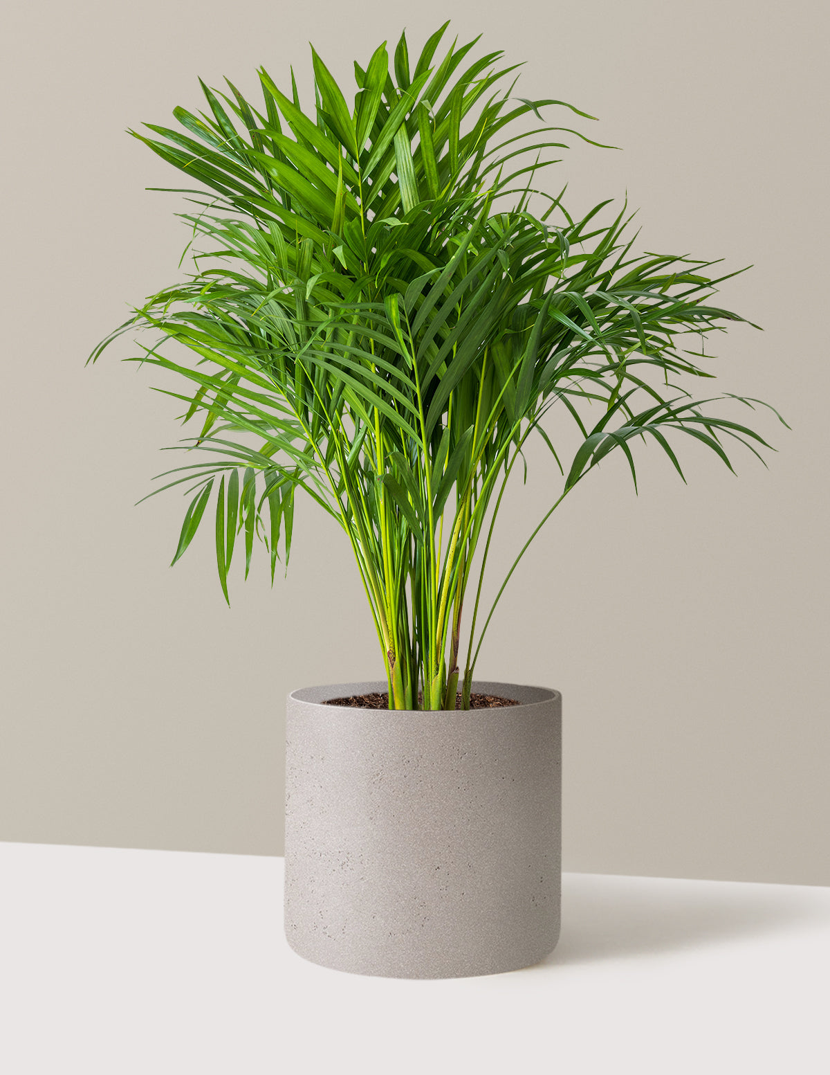 Areca Purifying Palm
