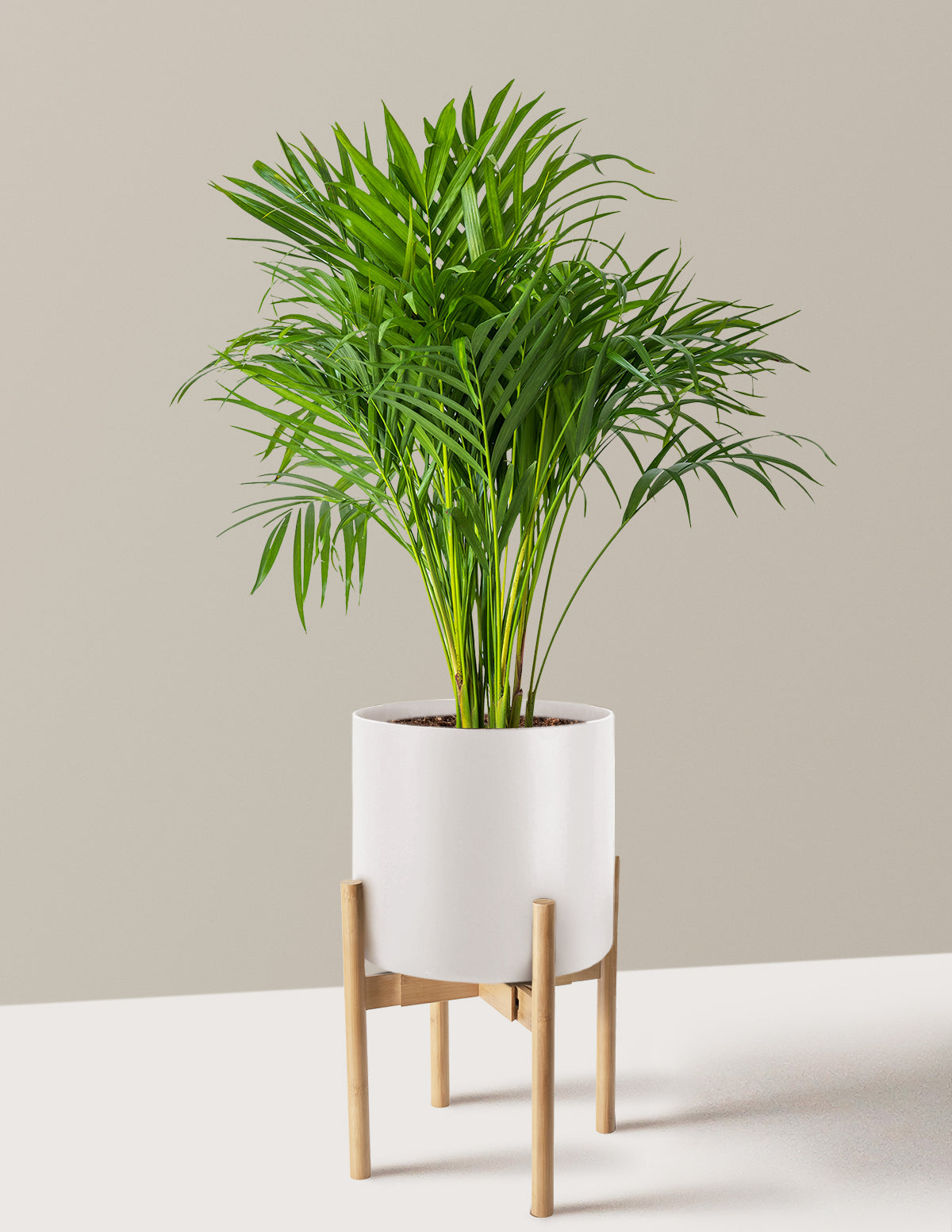 Areca Purifying Palm