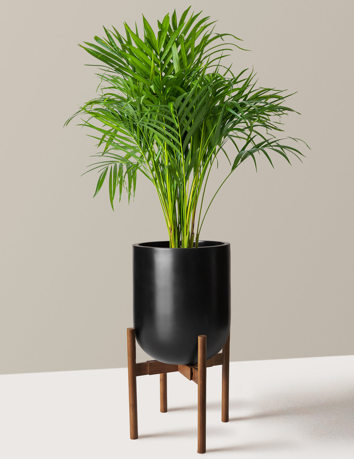 Areca Purifying Palm