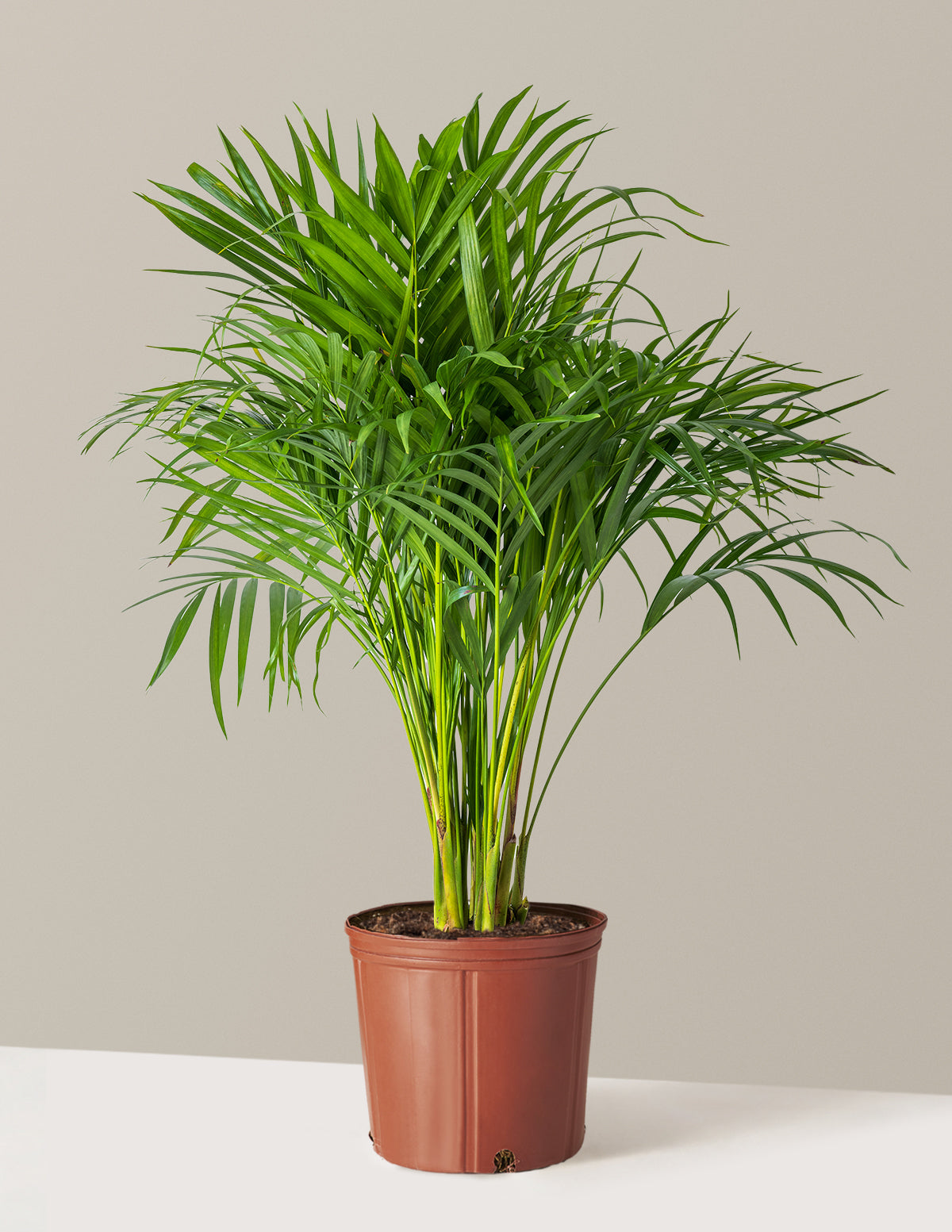 Areca Purifying Palm