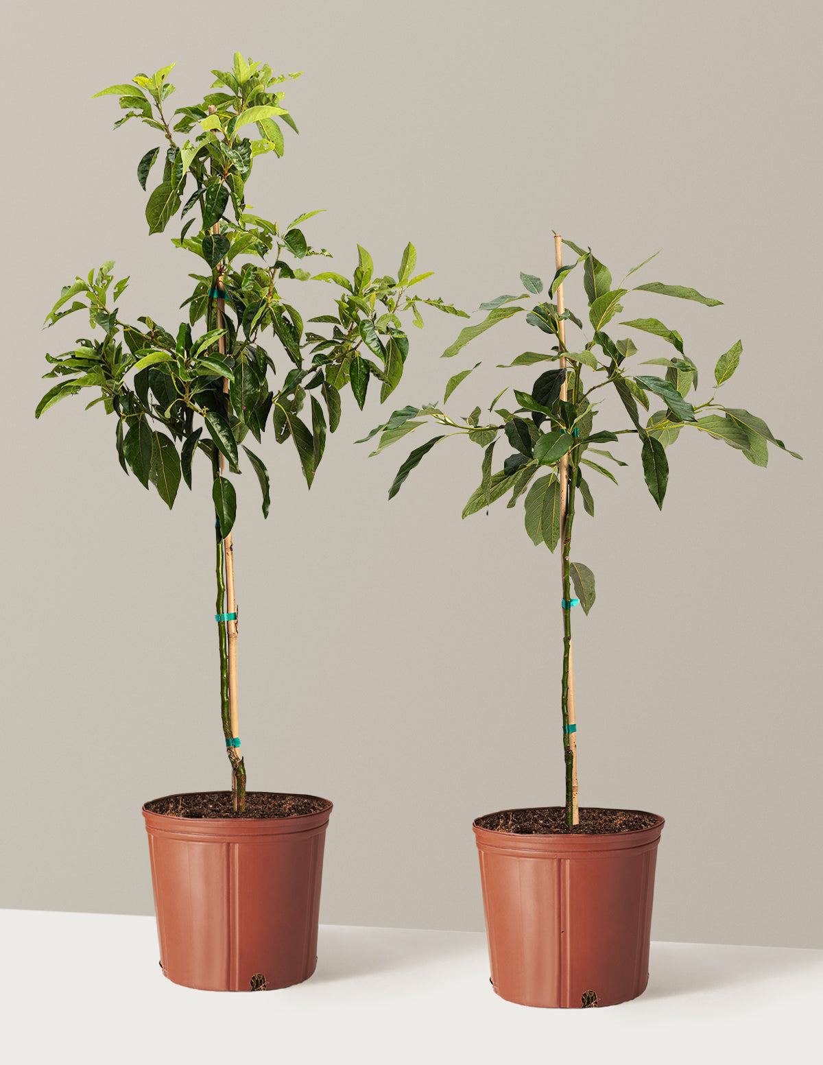 Avocado Tree Bundle