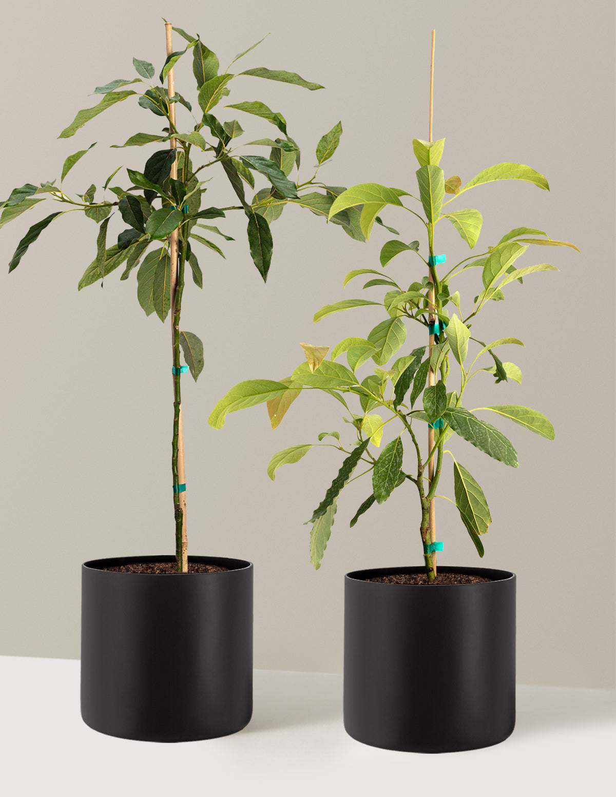 Avocado Tree Bundle